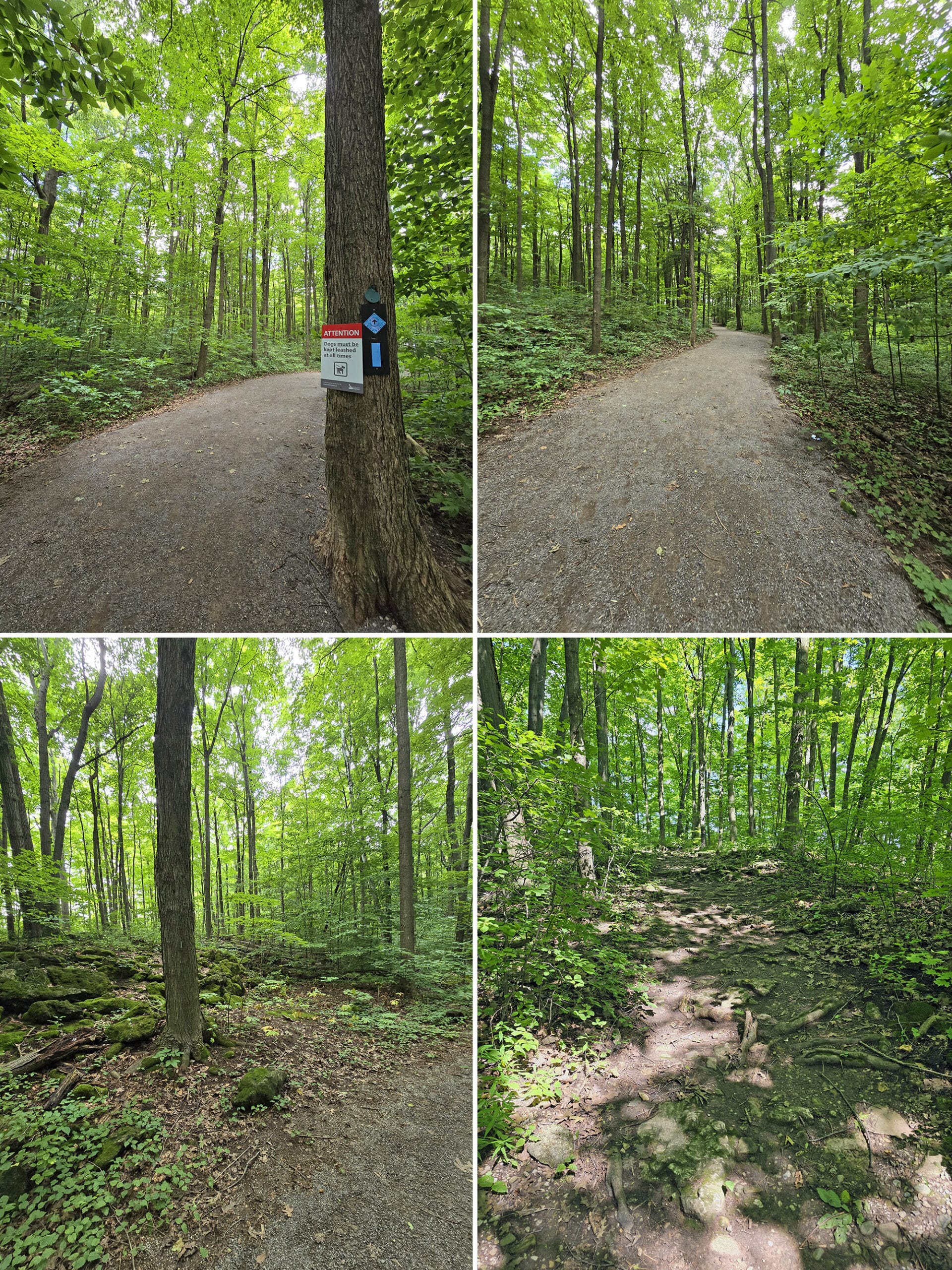 4 part image showing several views along the vista adventure trail at Rattlesnake Point Conservation Area.