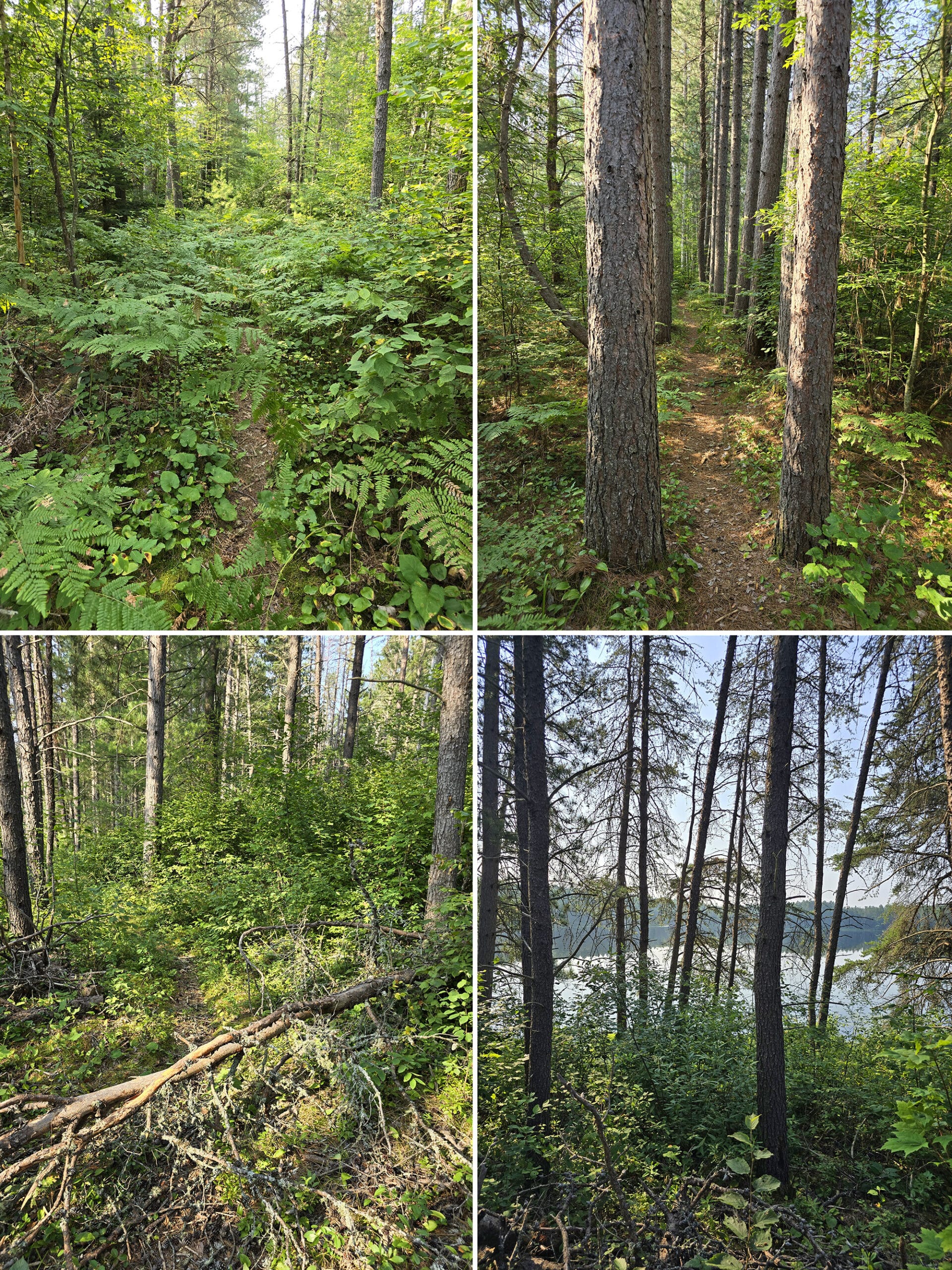 4 part image showing various views along the Paynes Pine Trail on the Walks of the Little Bonnechere River.