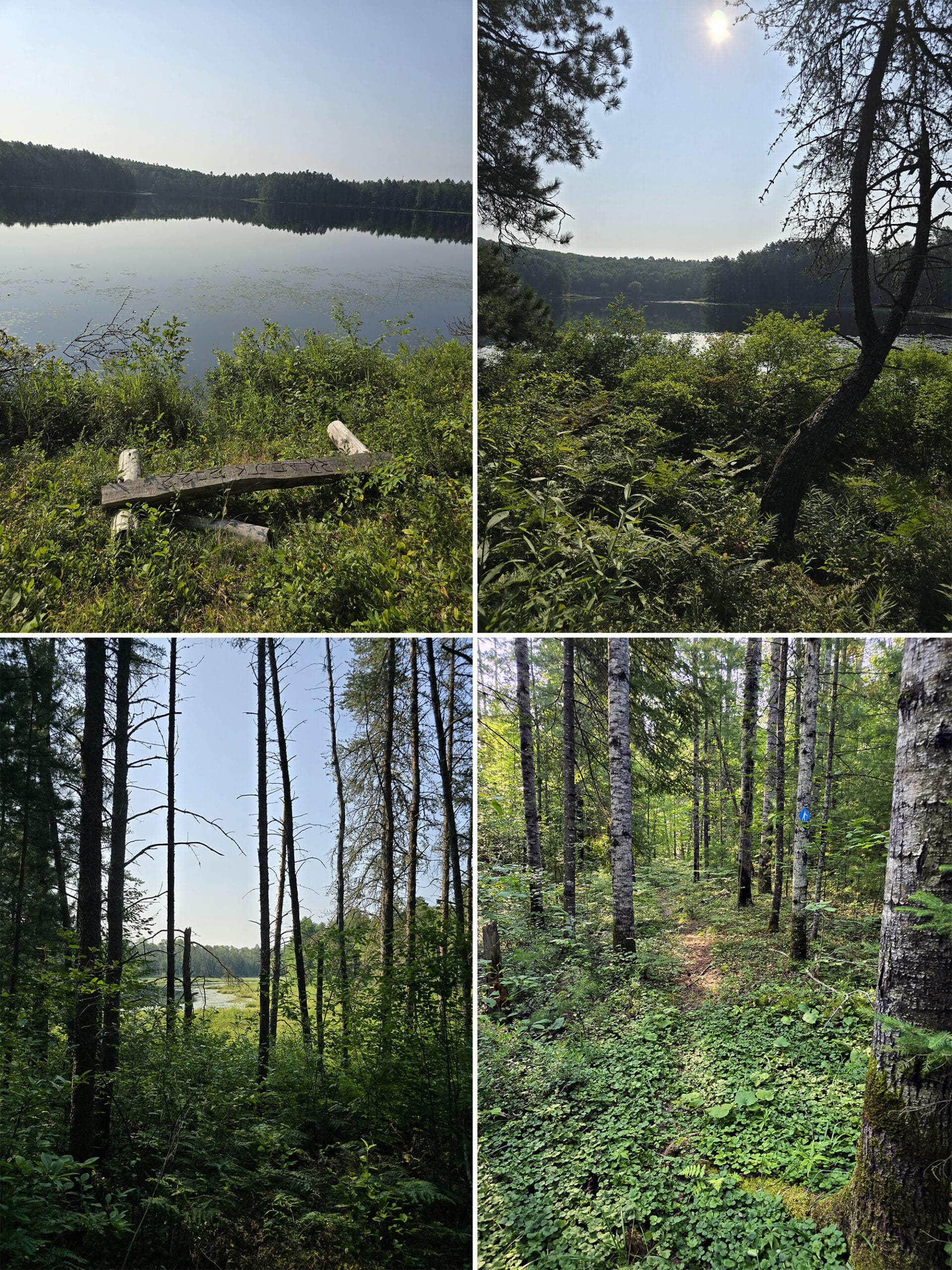 4 part image showing various views along the Paynes Pine Trail on the Walks of the Little Bonnechere River.