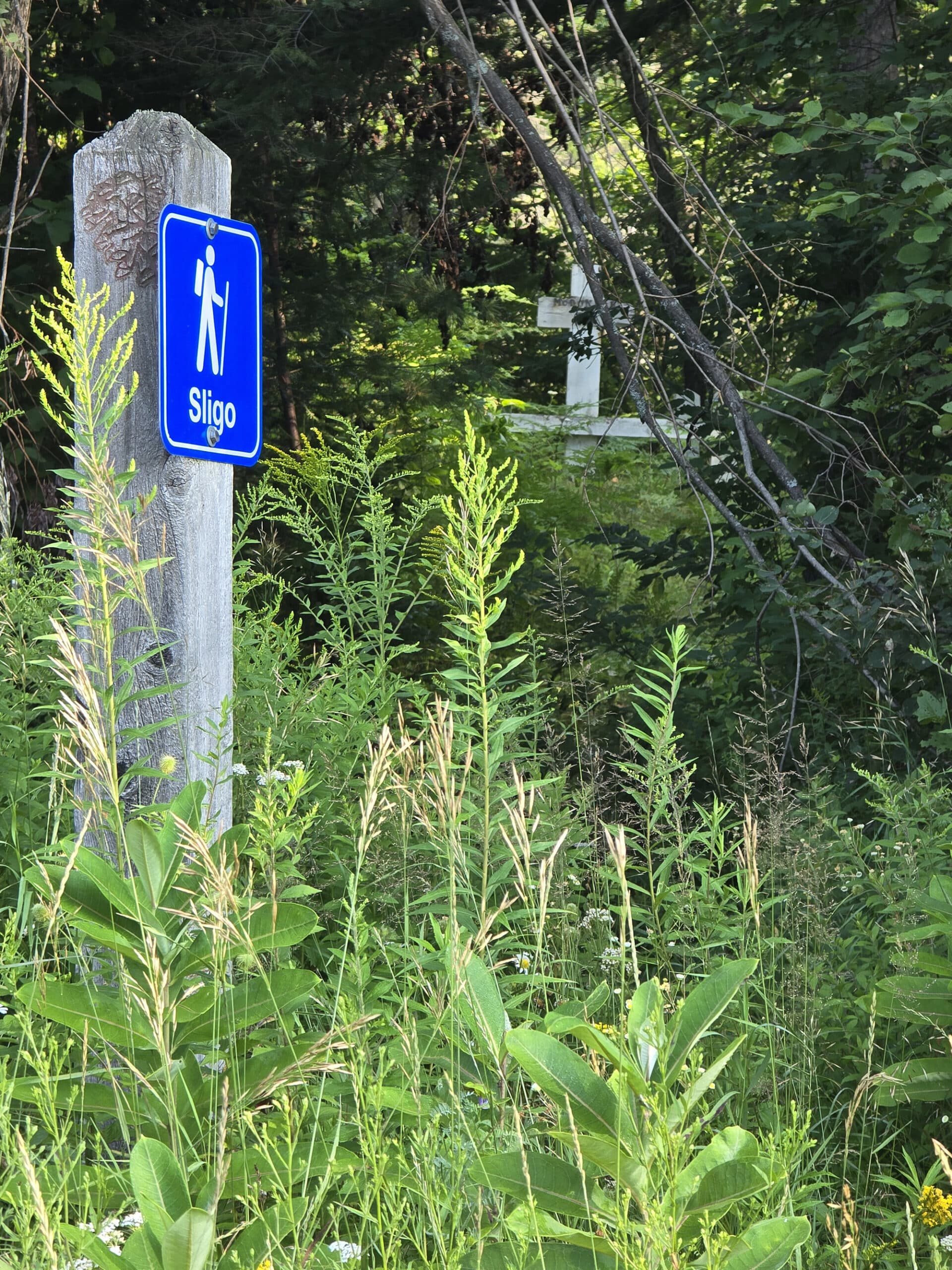 An overgrown path with the Sligo gravesite in the background.