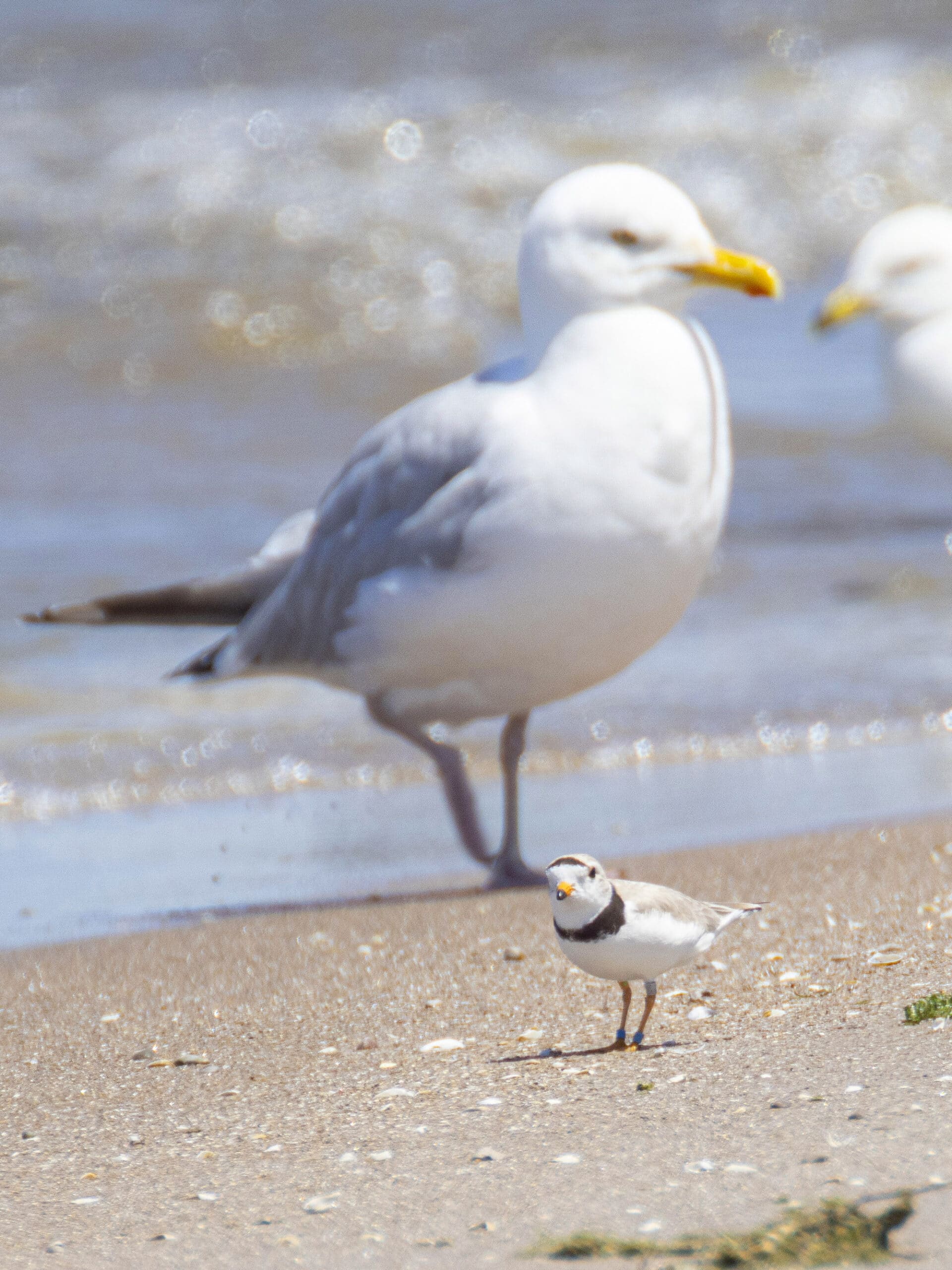 A piping plover, absolutely dwarfed by a seagull standing behind it.