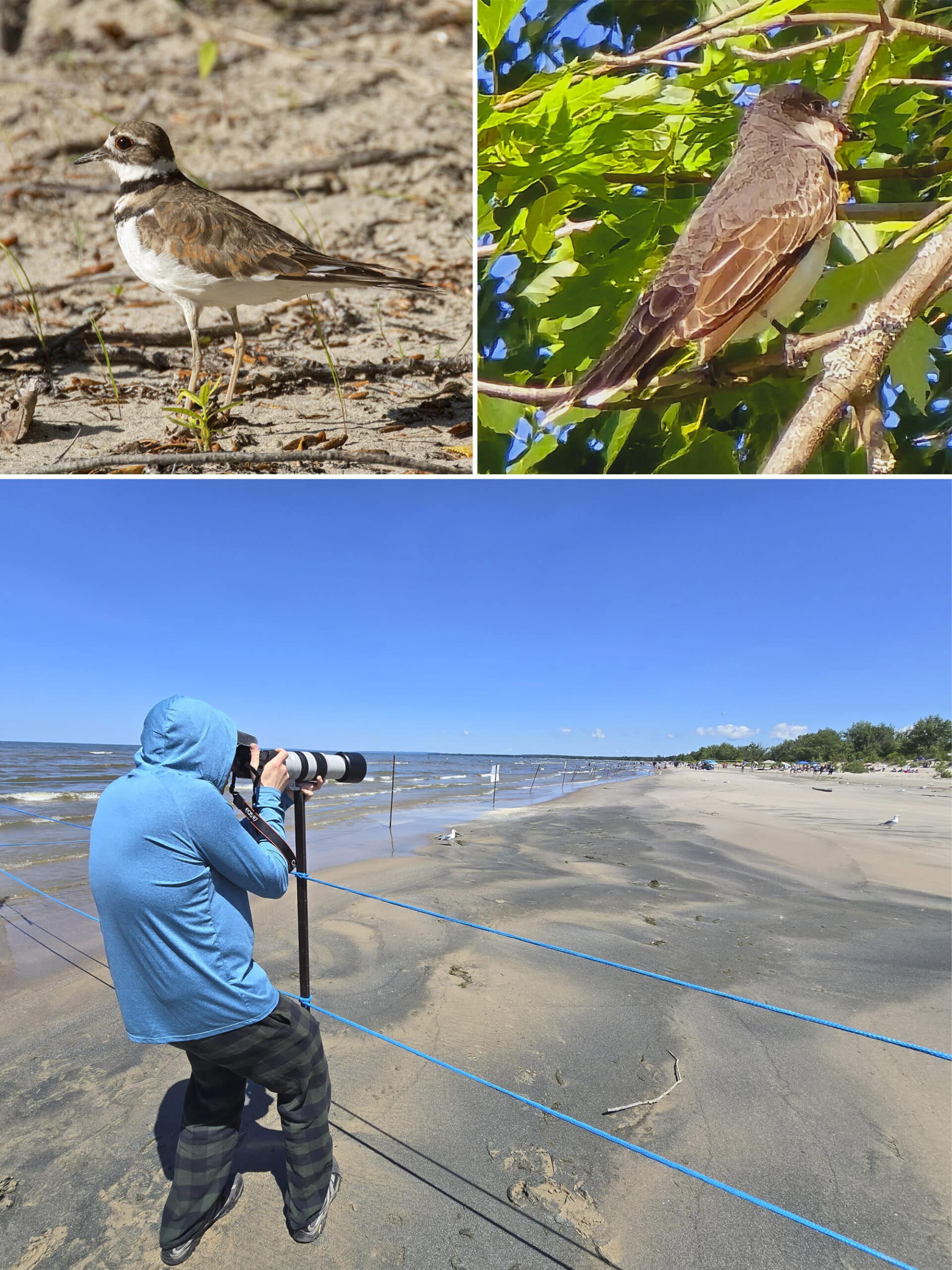 3 part image showing a Killdeer, a Gray Kingbird, and the author’s husband photographing piping plovers.