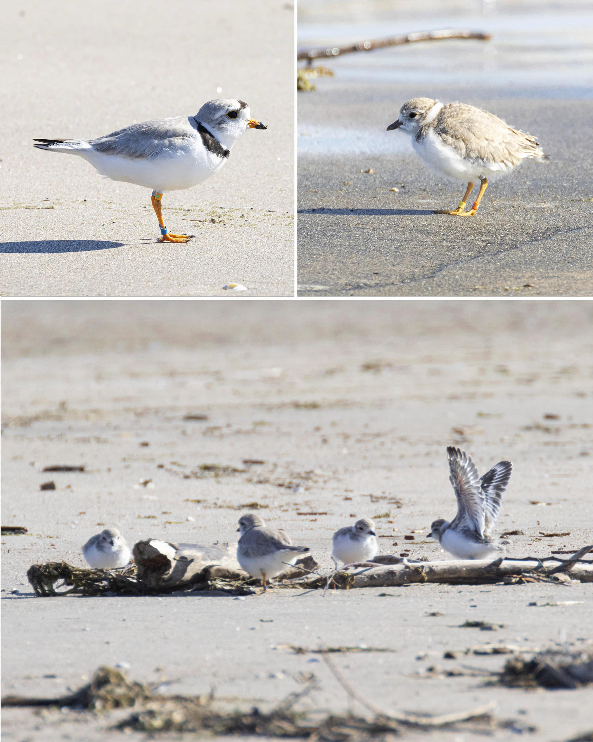 3 part image showing an adult piping plover, a baby piping plover, and a group of baby piping plovers on the beach.