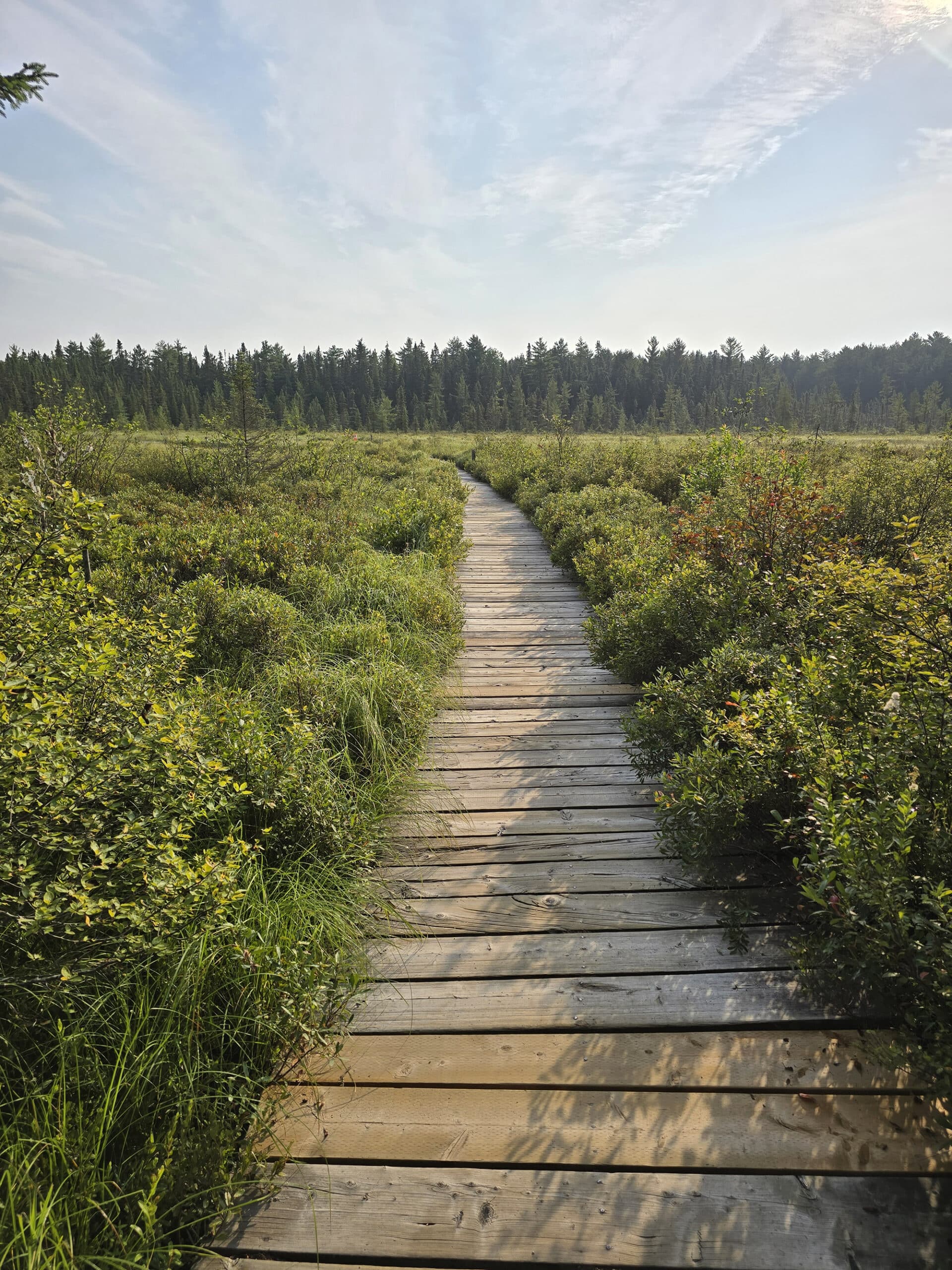 A boardwalk trail going through a lush bog area.