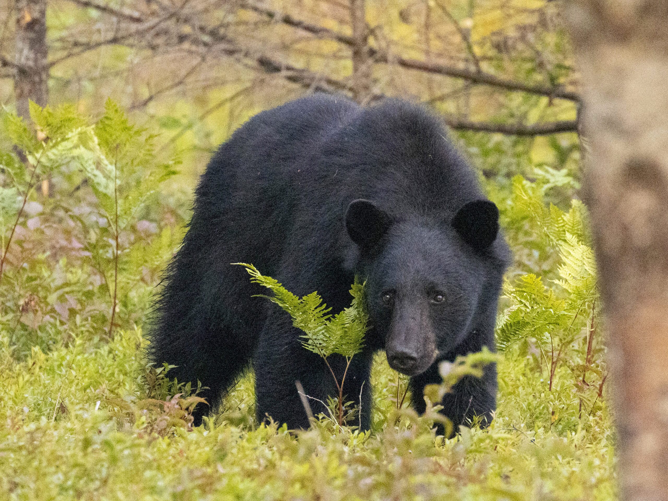 A black bear in a blueberry field.