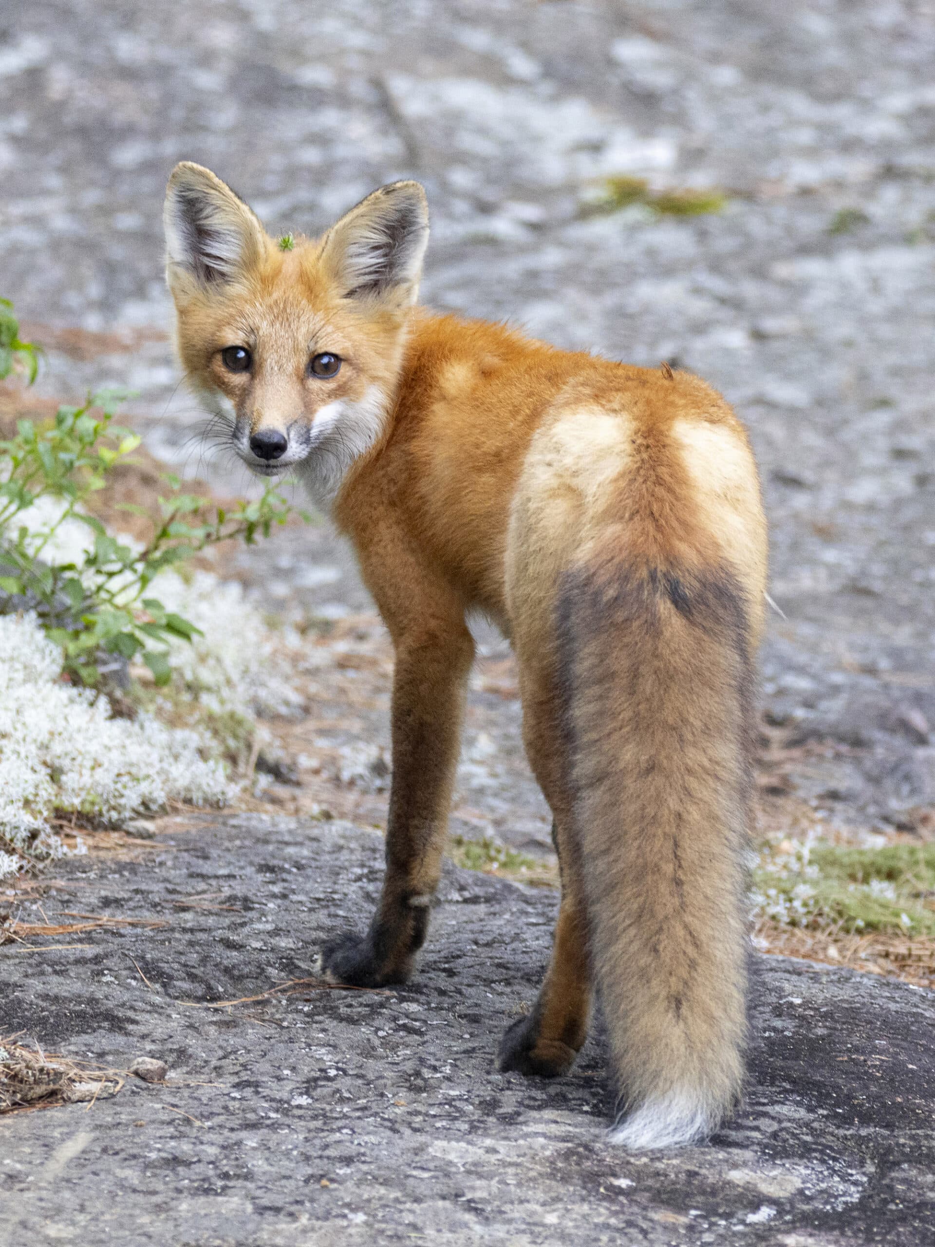 A red fox on the side of the road.