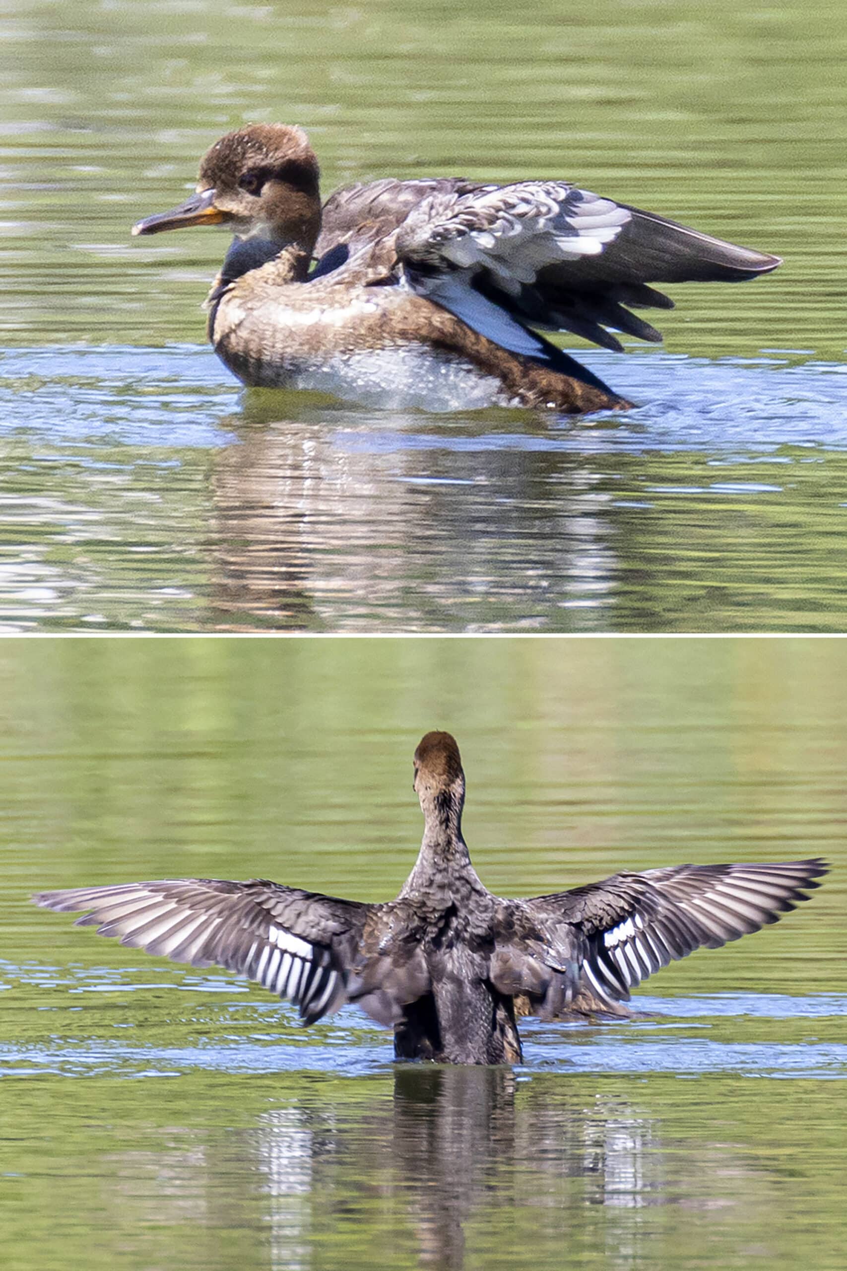 2 part image showing different photos of a hooded mergenser duck.