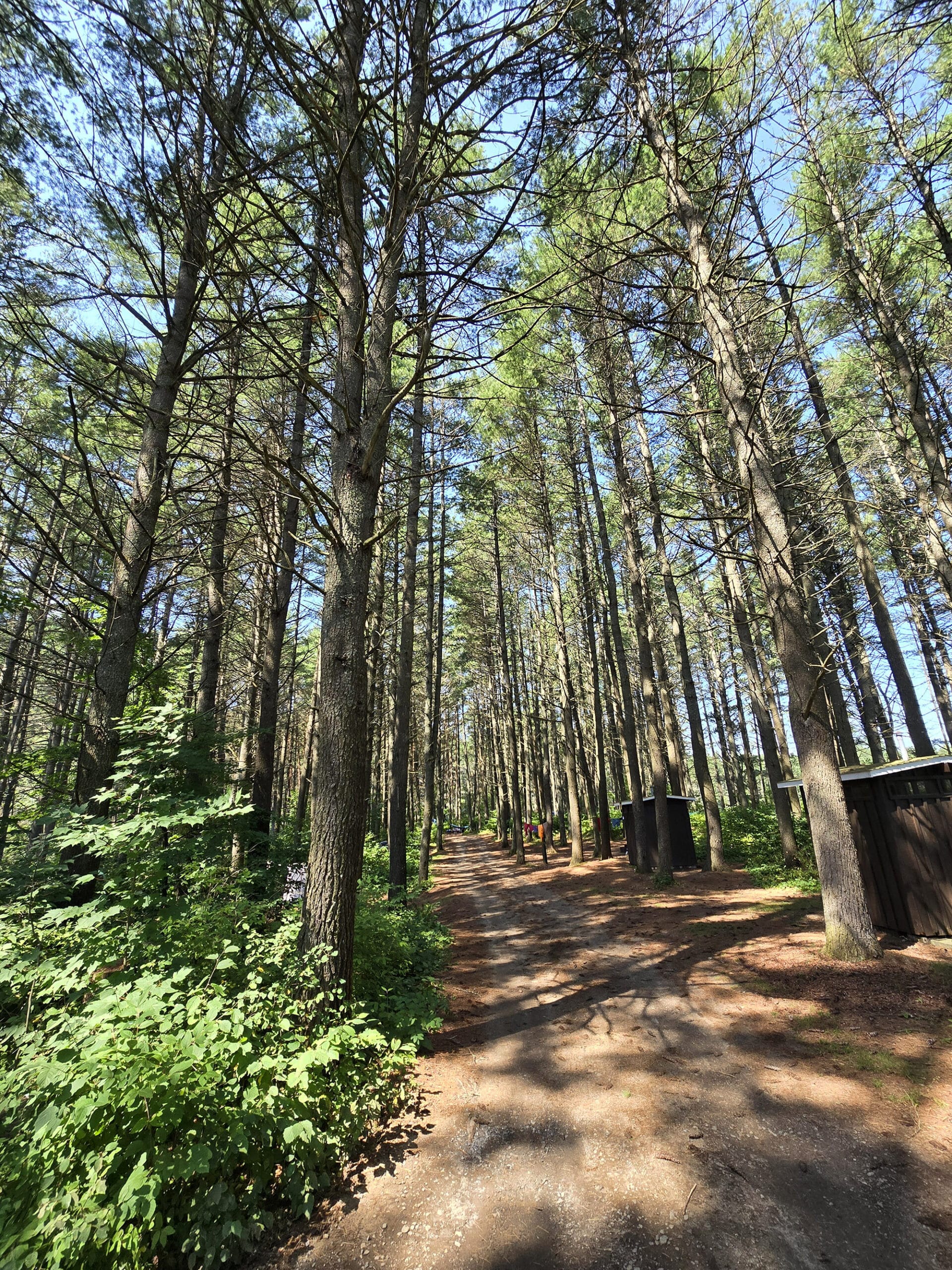 Tall trees surrounding a Kearney Lake Campground site.