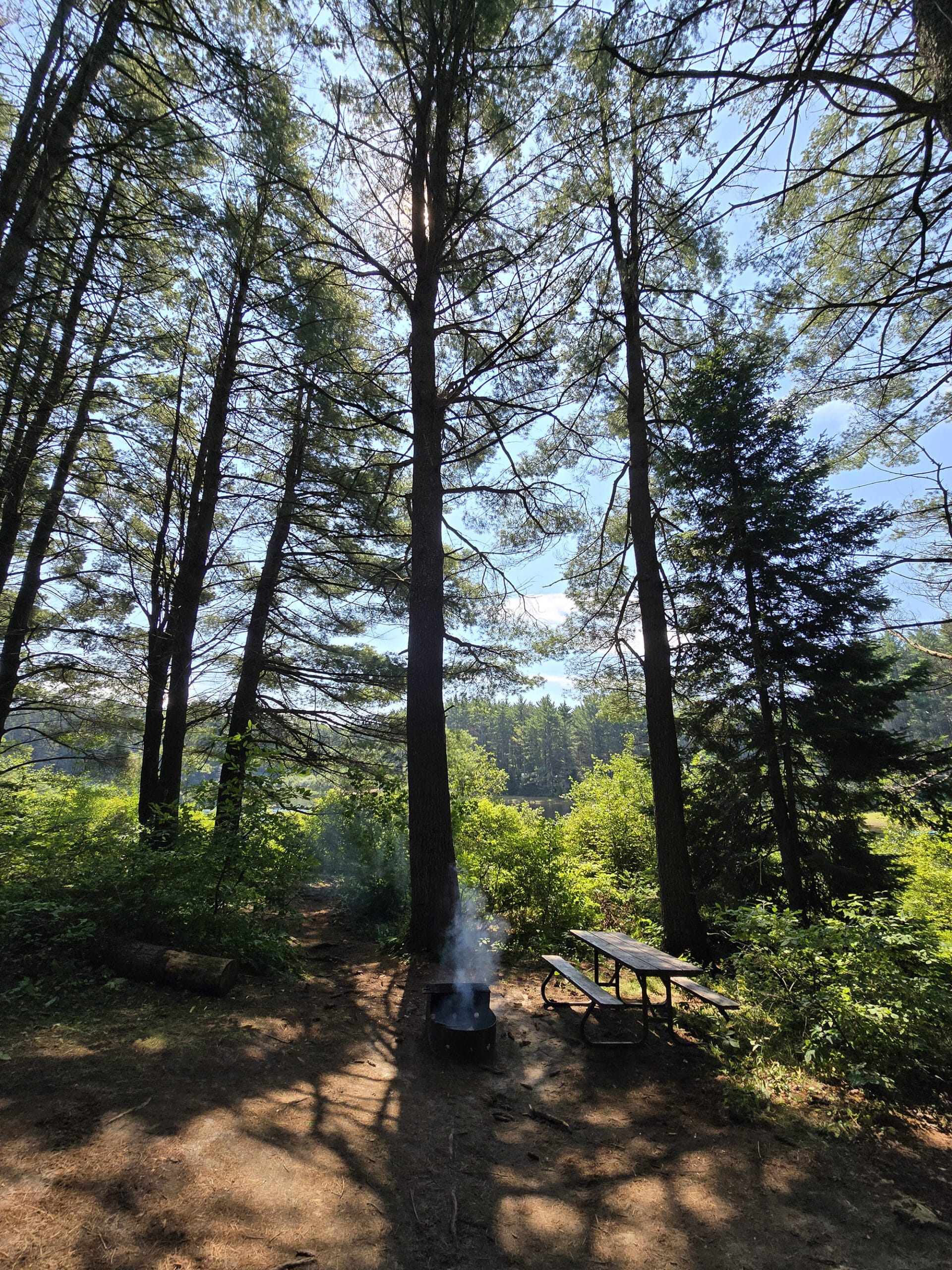 Tall trees with Kearney Lake in the background.