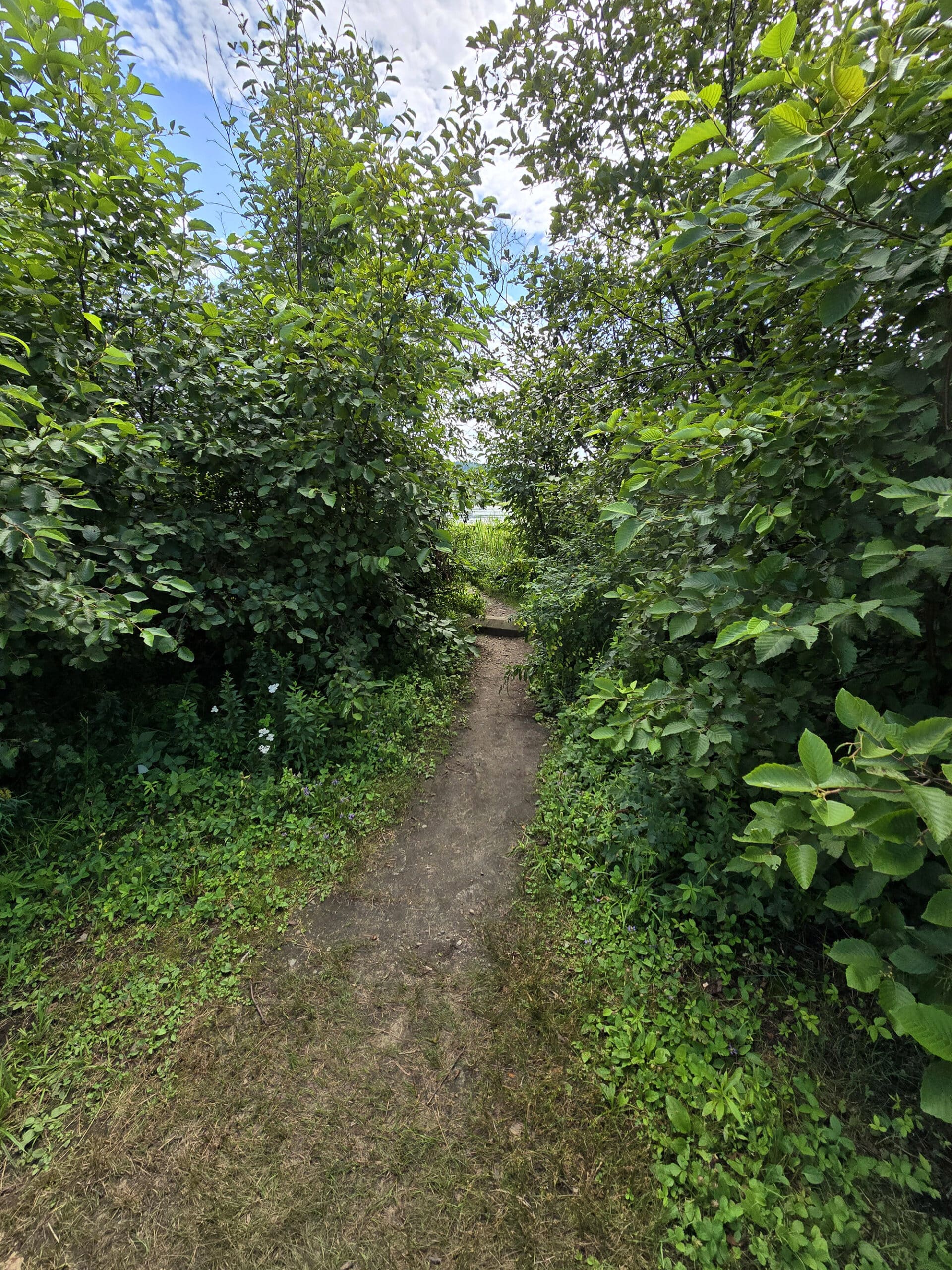 A path leading between tall sections of bush.