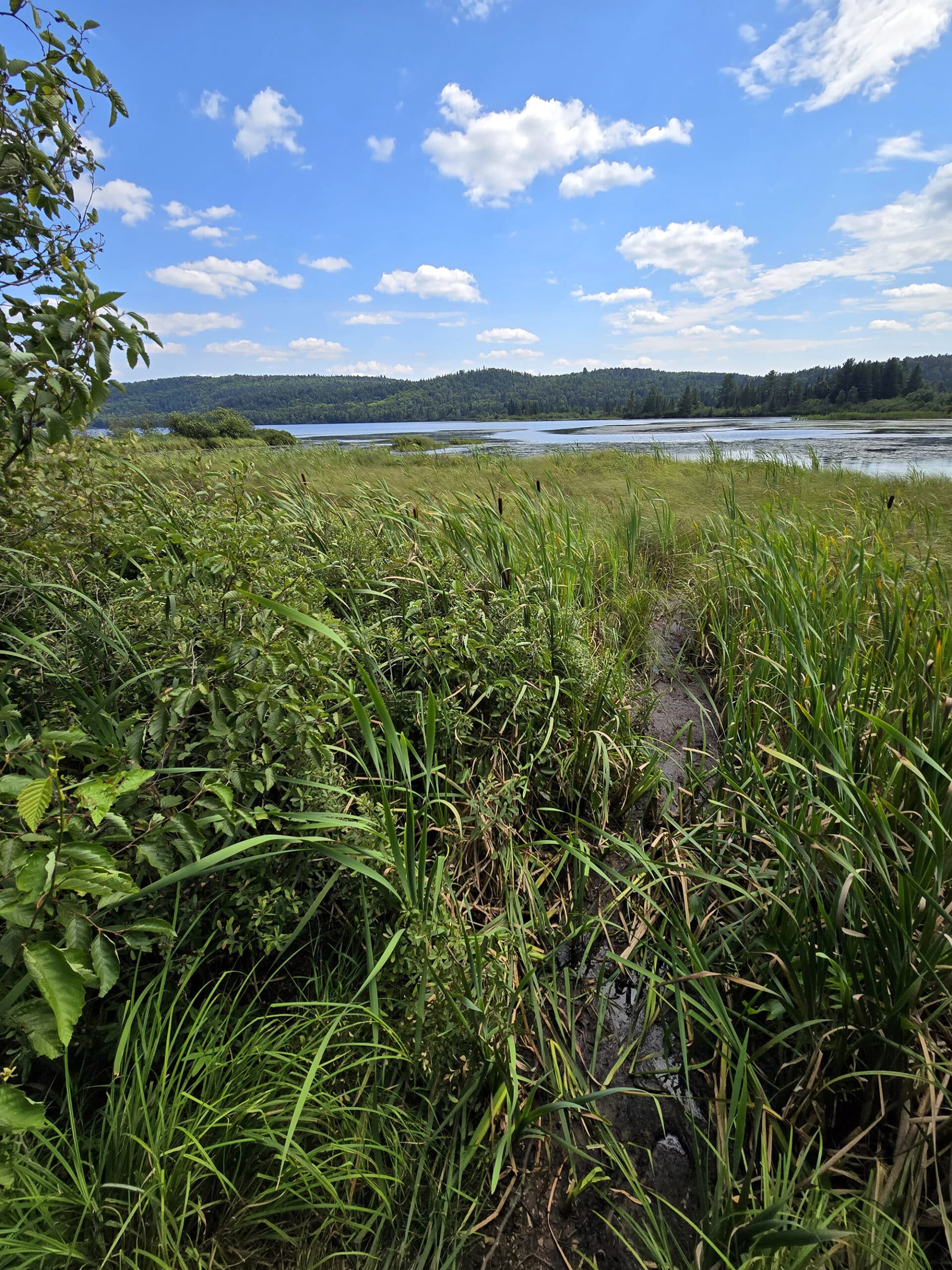 Looking out over at marsh on lake of two rivers.