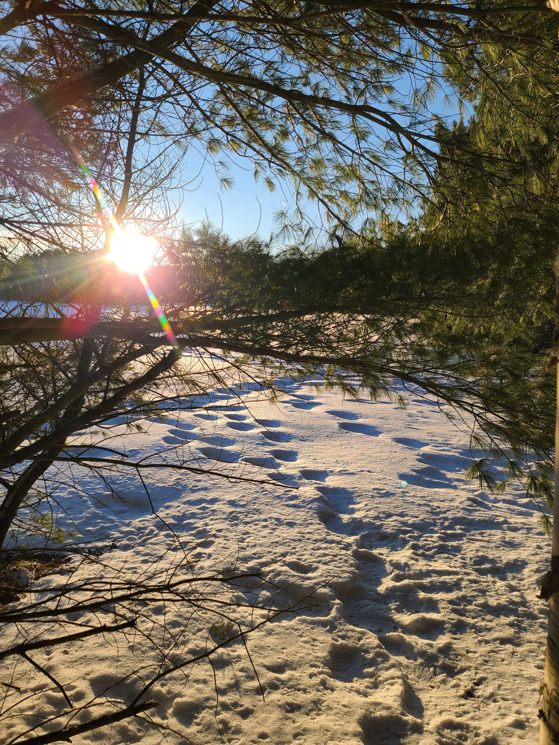 A snowy lake, viewed through some trees.