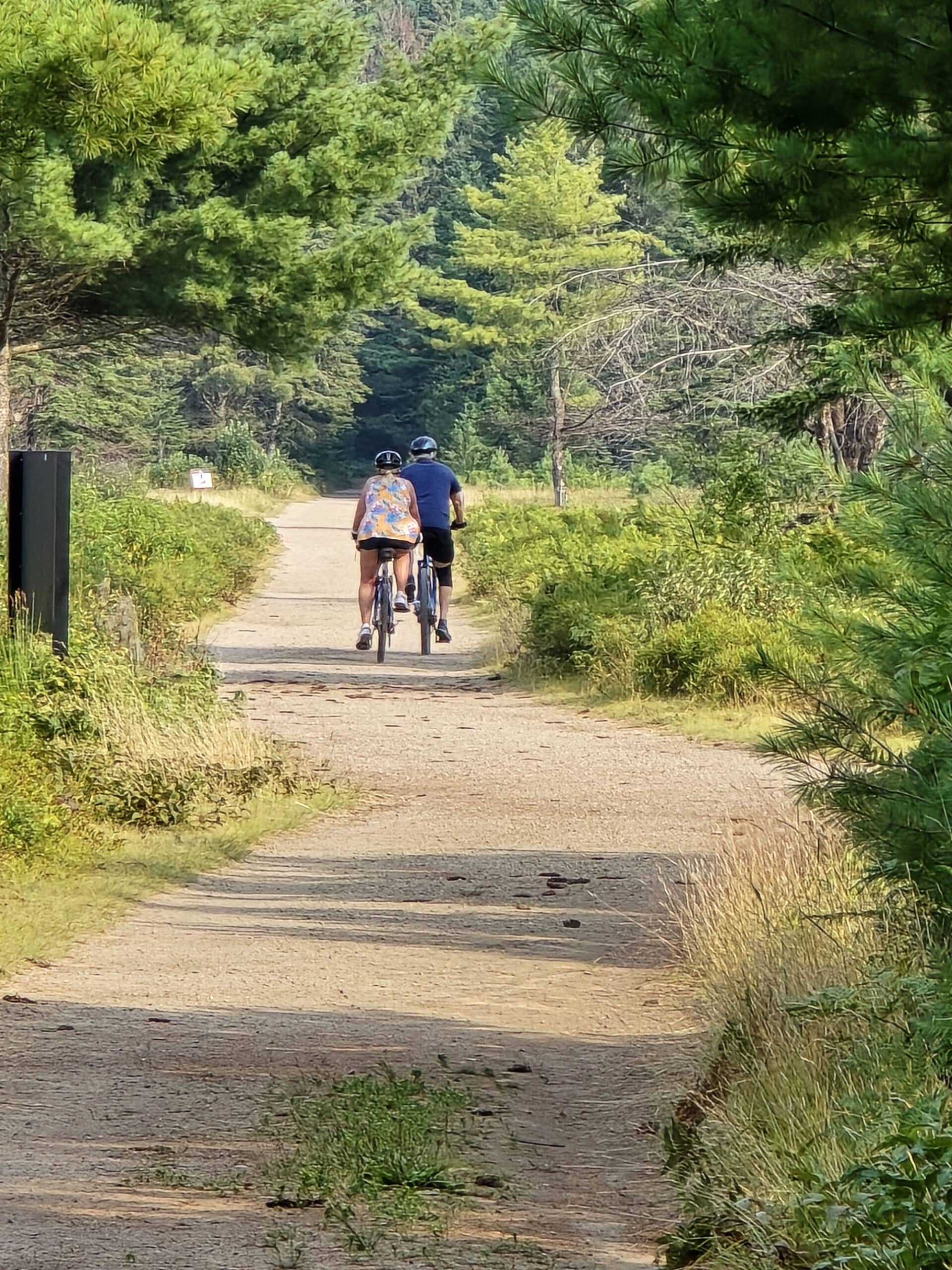 2 people biking on a wide trail through fields of blueberry bushes.