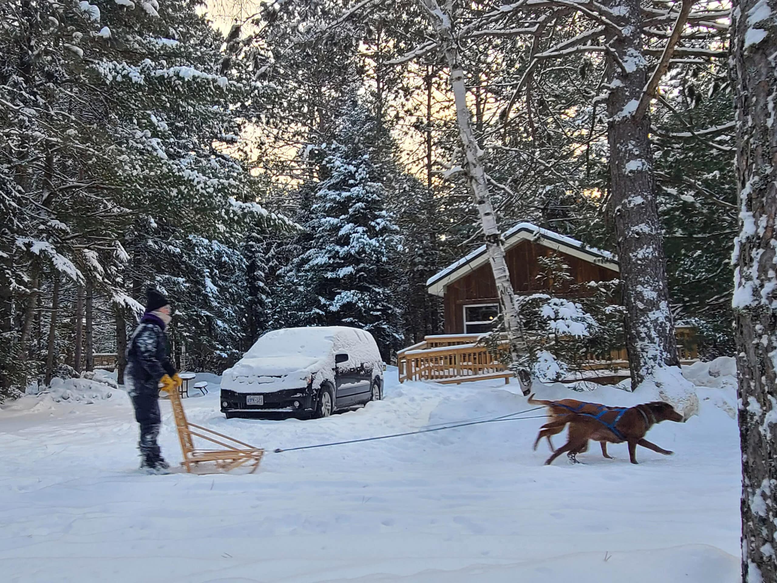 A dogsledder mushing up a mew lake campground road with a cabin in the background.