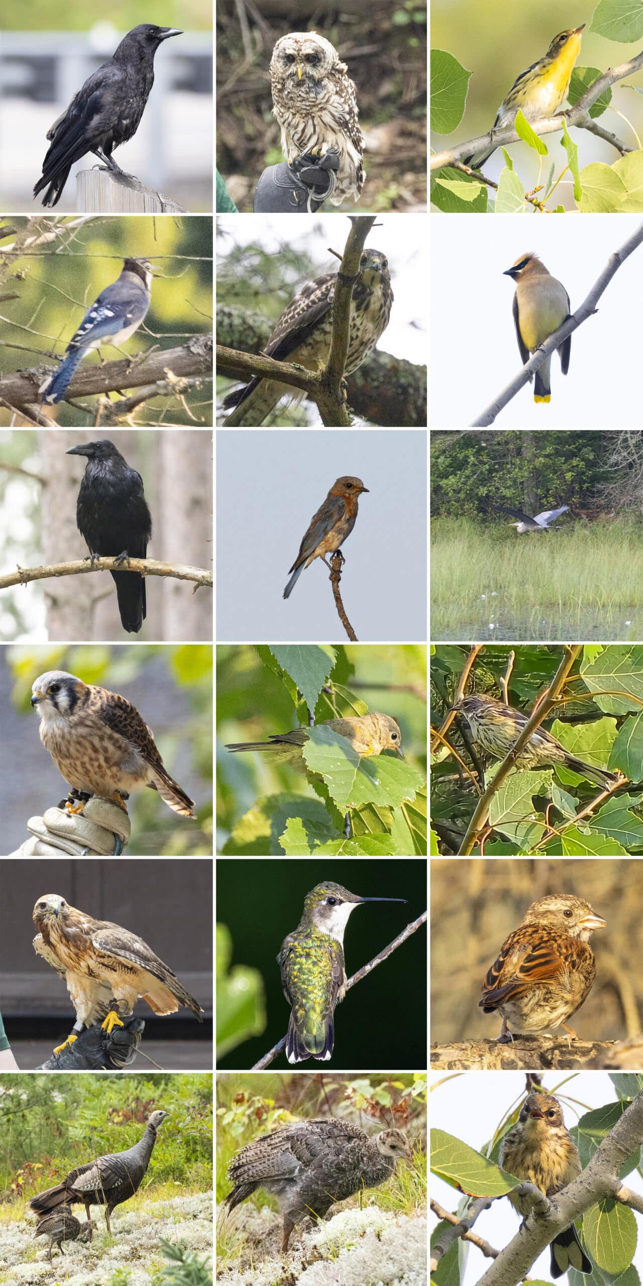 18 part image showing various birds, as listed.