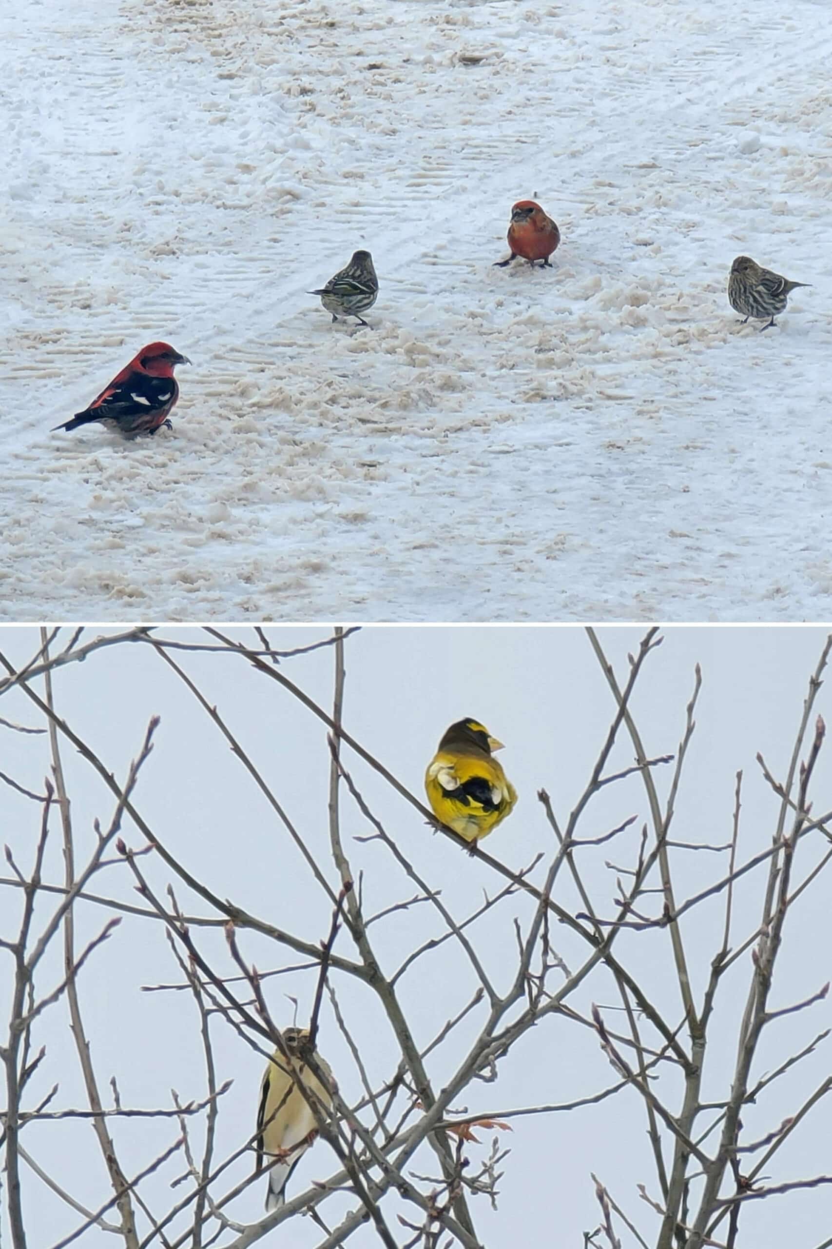 2 part image showing various birds in the winter.