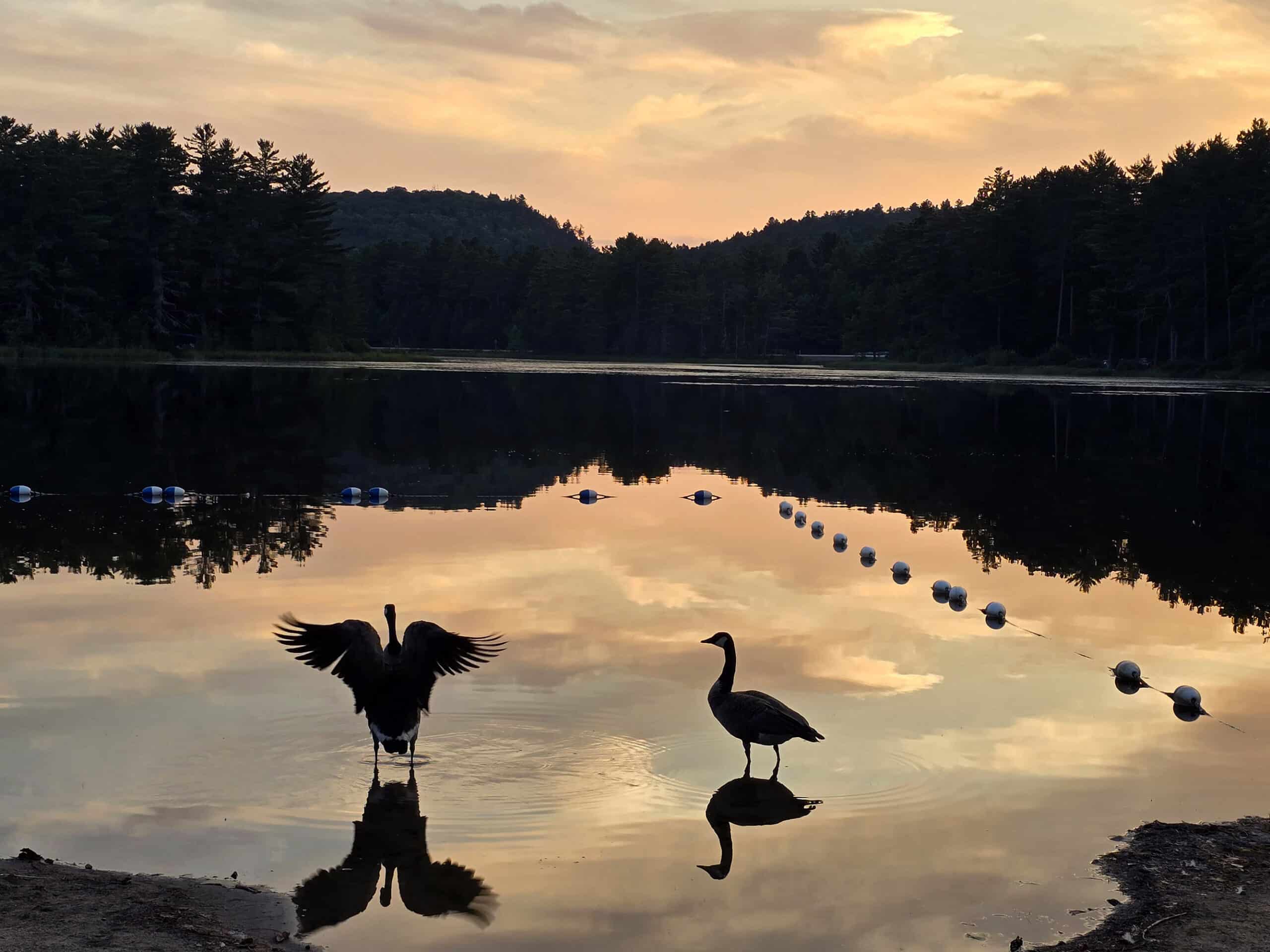 Two canada geese on the shore of mew lake at sunset.