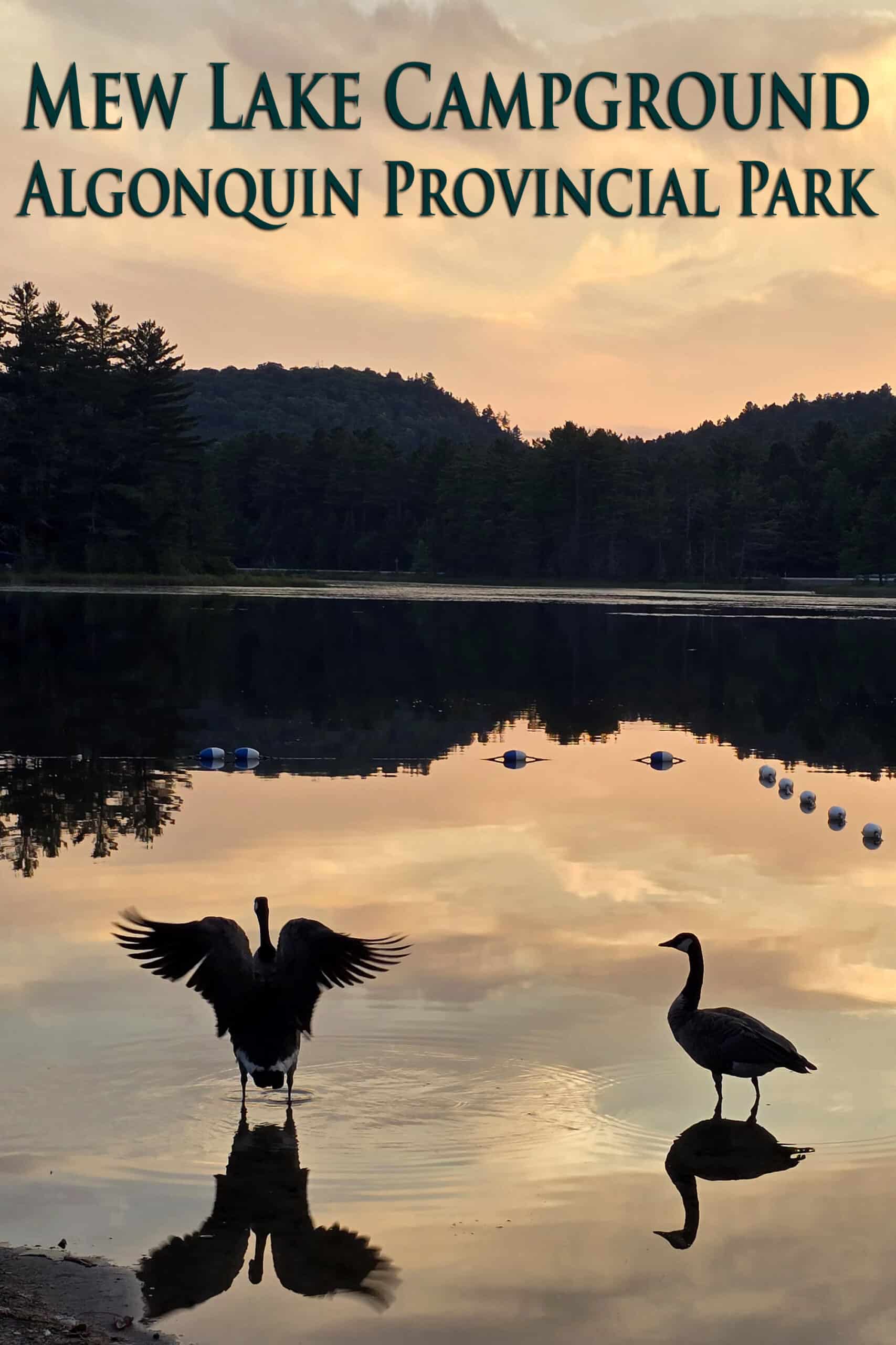 Two canada geese on the shore of mew lake at sunset. Overlaid text says mew lake campground, algonquin provincial park.