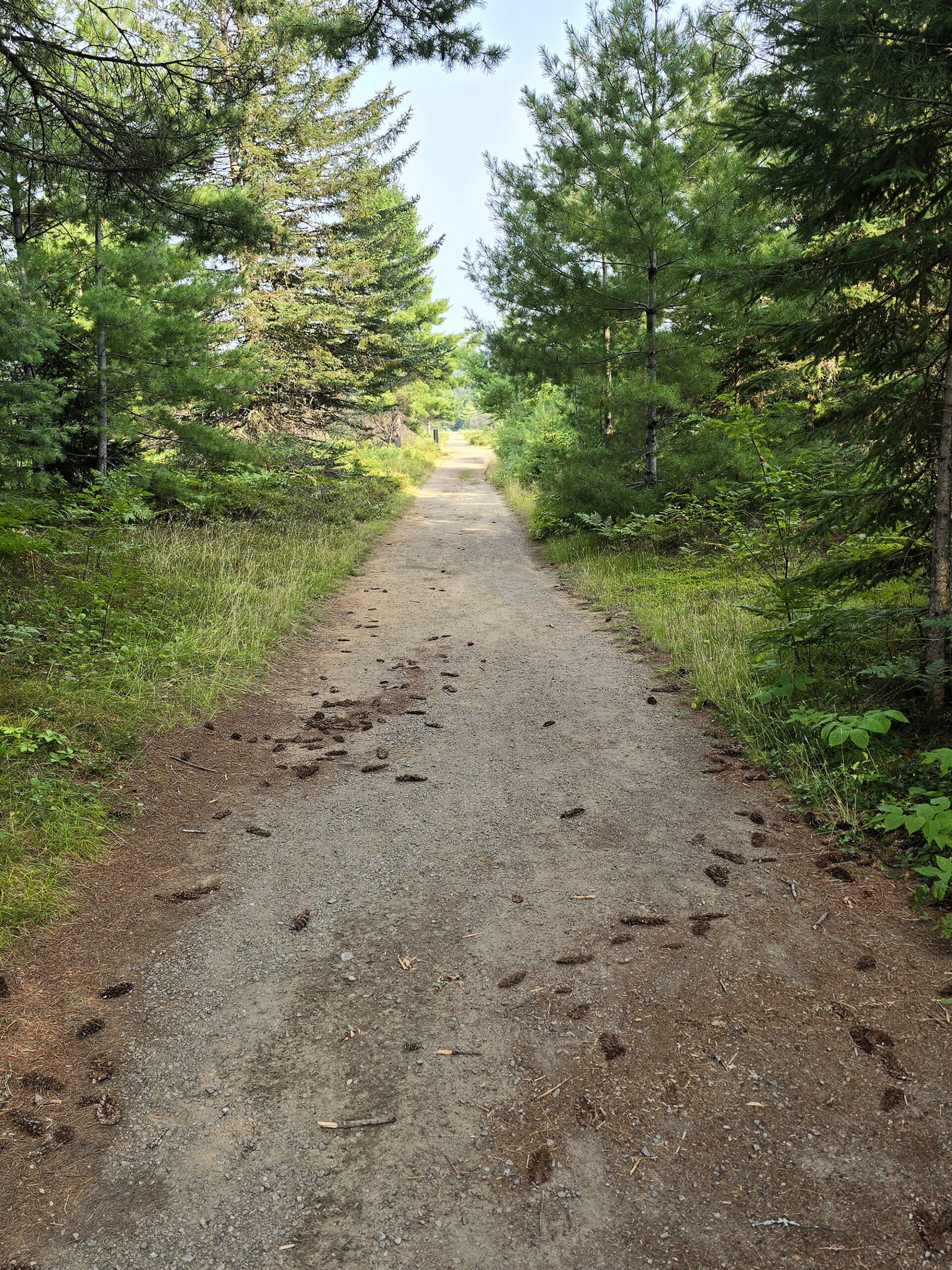 A wide, flat path going between areas of forest.