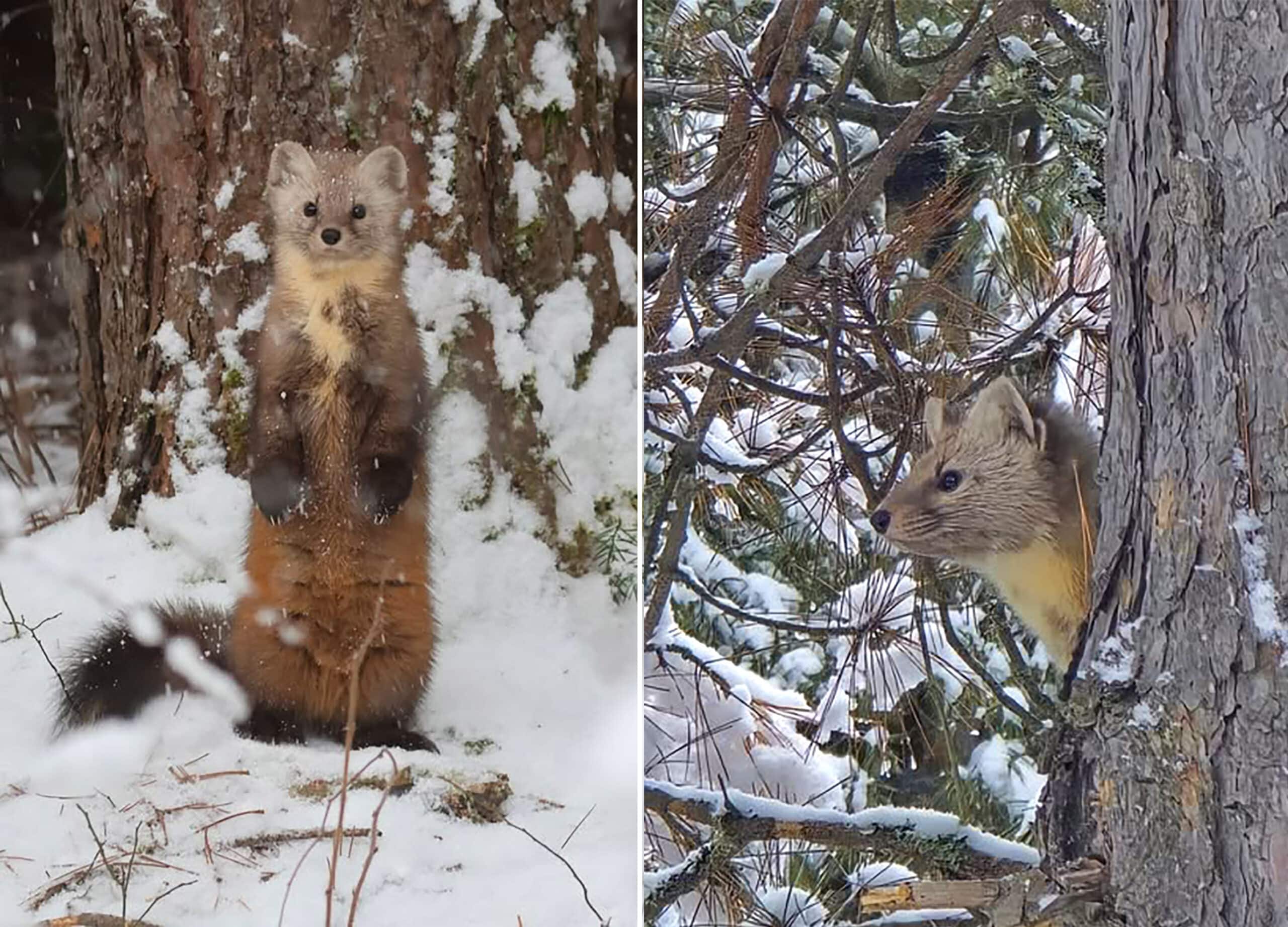2 part image showing Pine Martens in Mew Lake Campground.