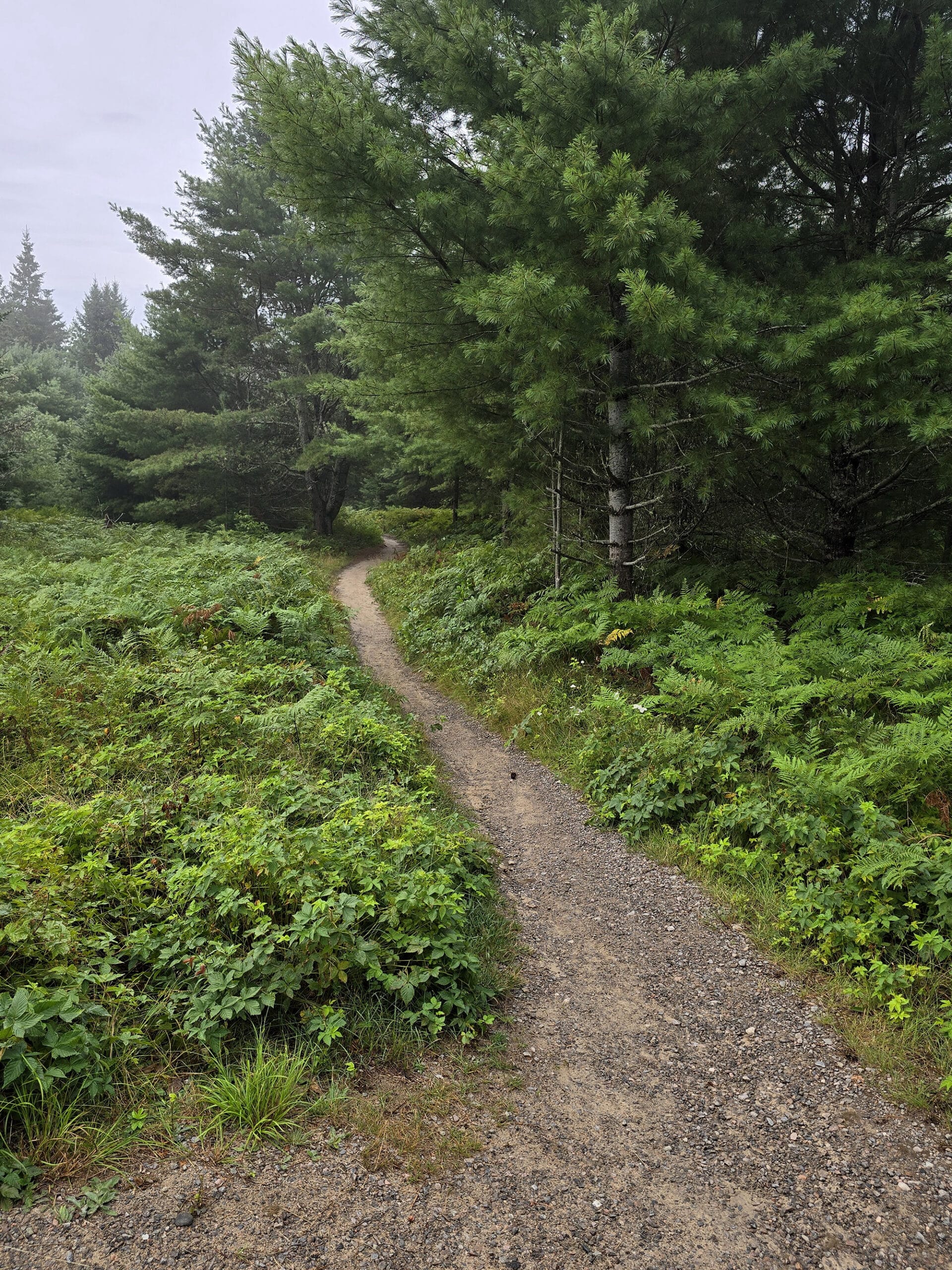 A narrow trail going between sections of berry bushes.