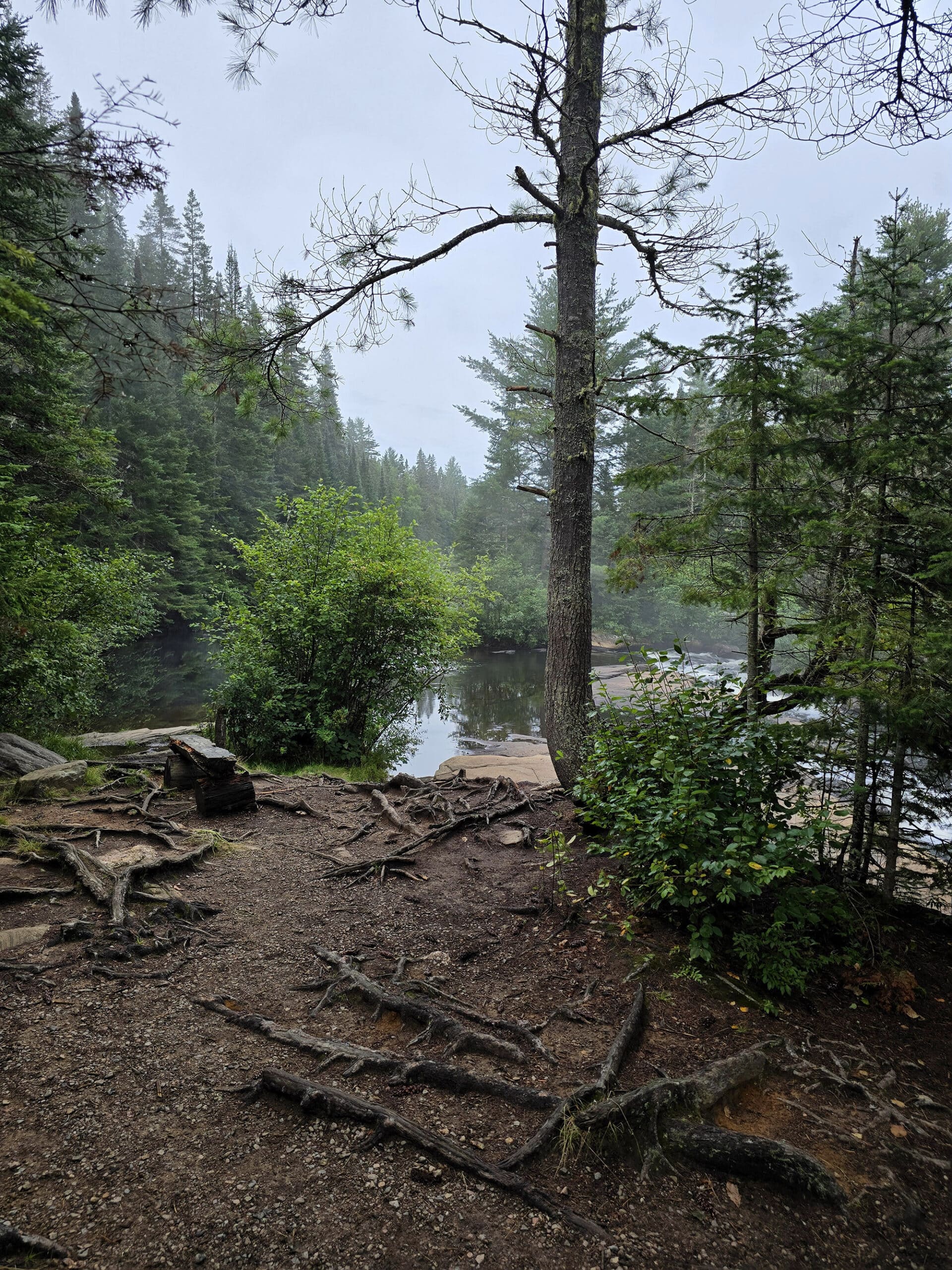 A flat, open area of forest next to a waterfall.