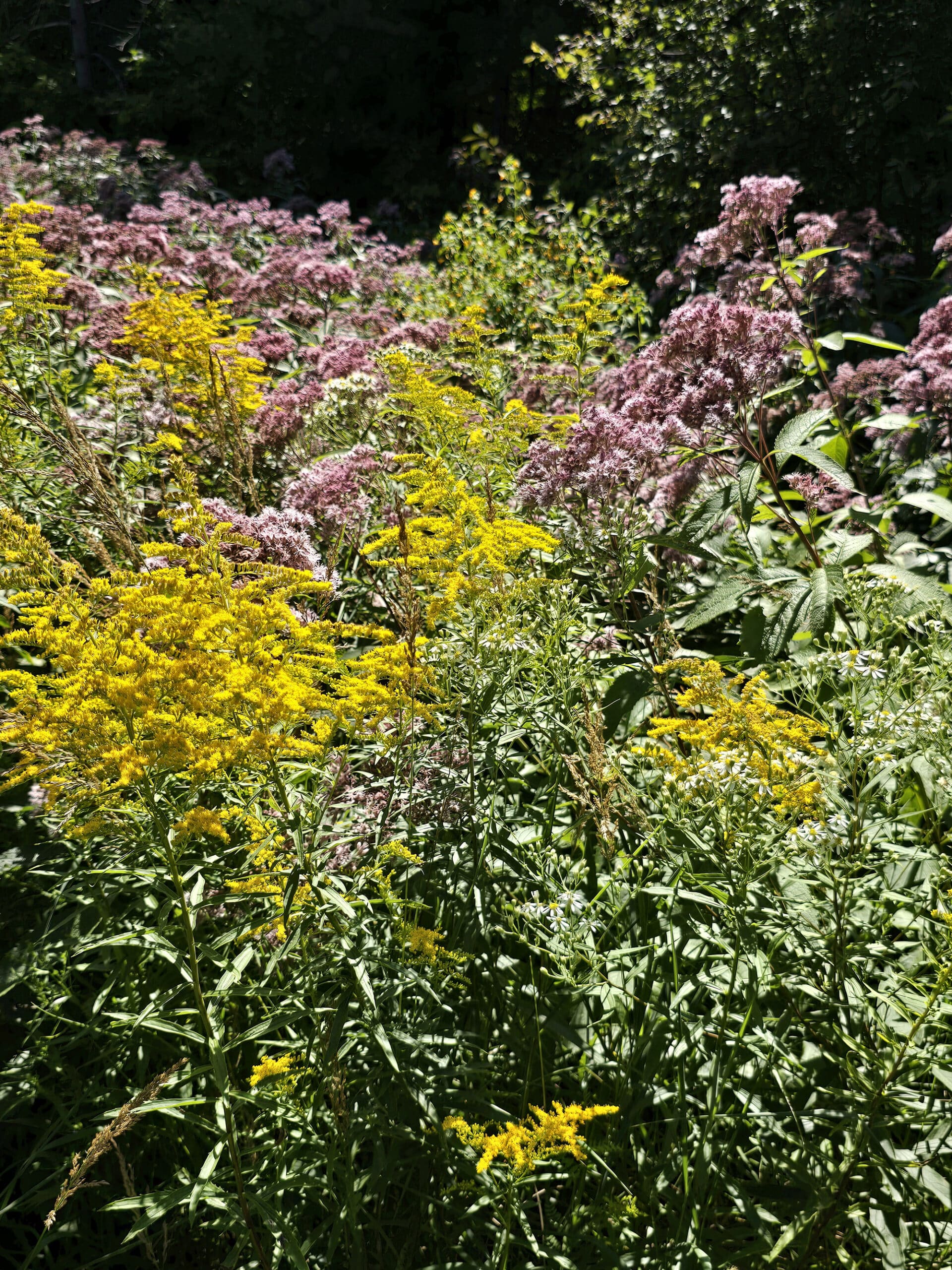 A field of multicoloured wildflowers.