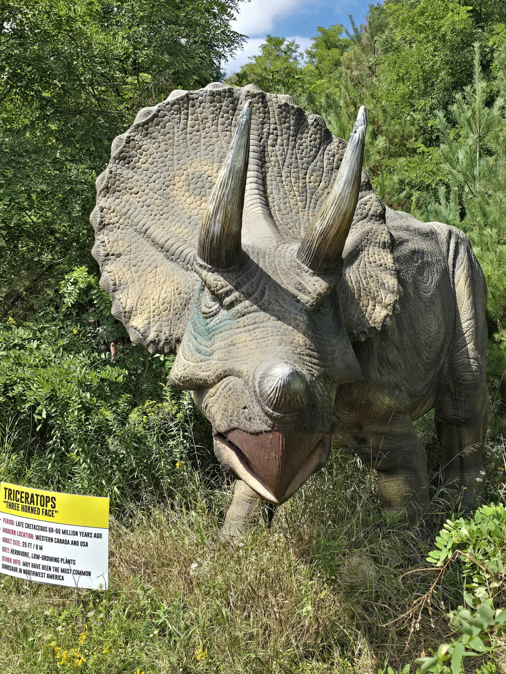 A life sized triceratops at Canada’s dinosaur park/