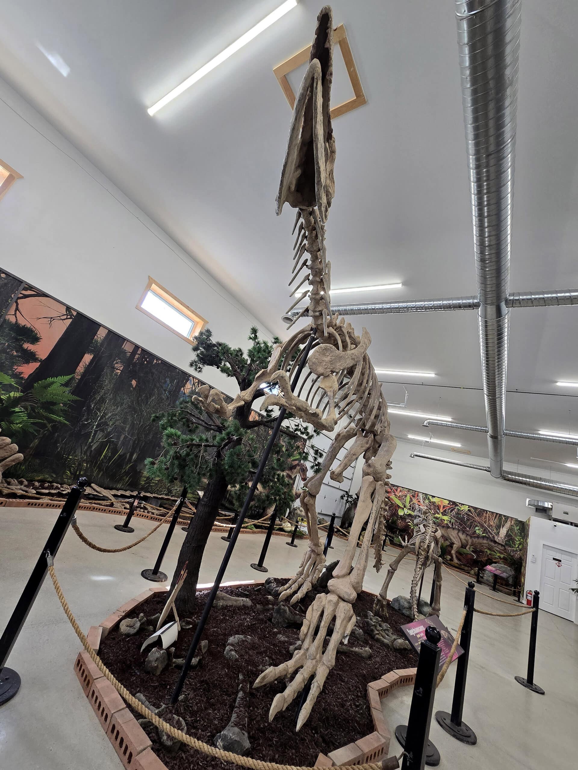 A large, complete dinosaur skeleton.