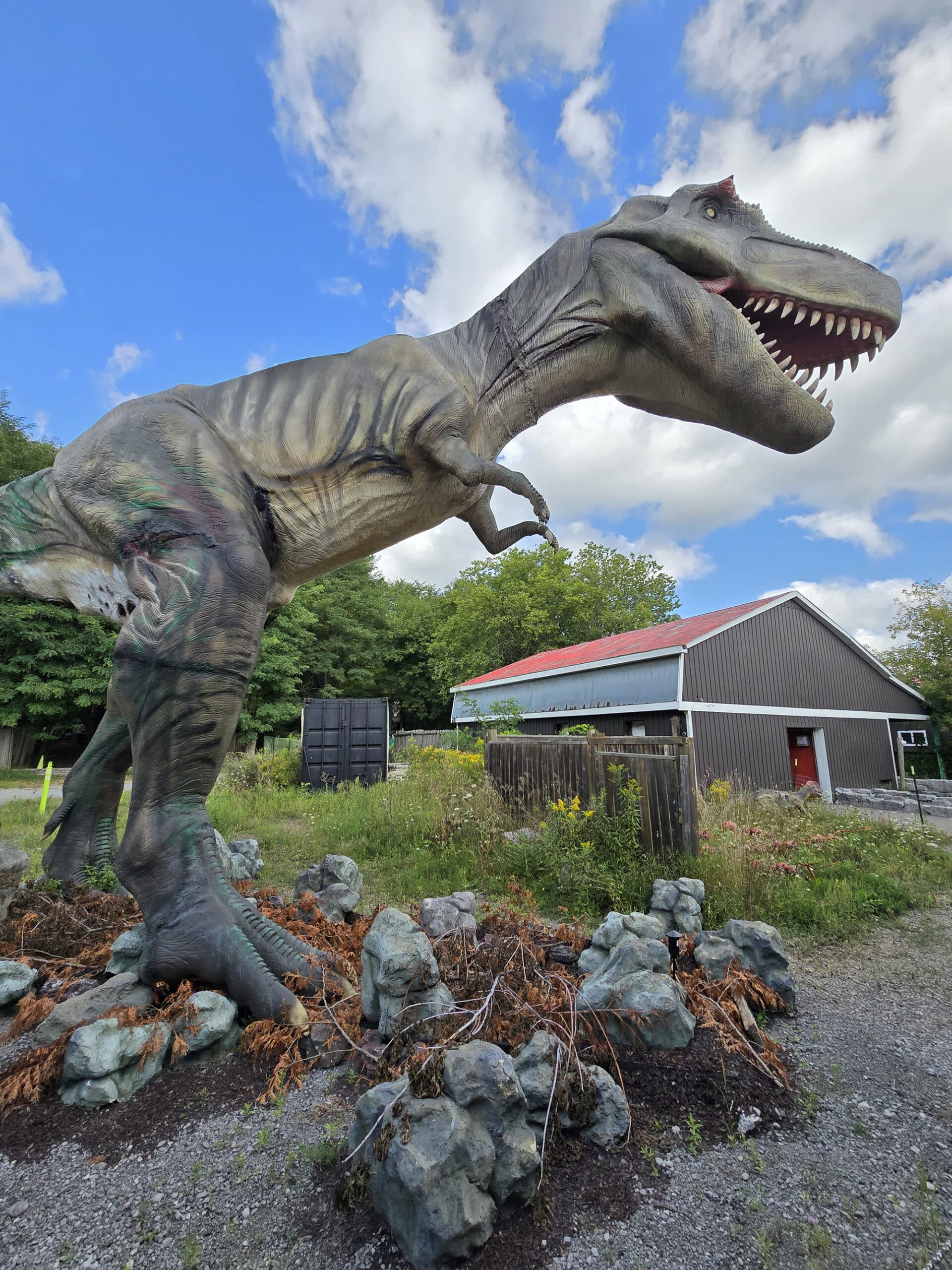 A large tyrannosaurus rex standing in front of the feathers and fossils museum.