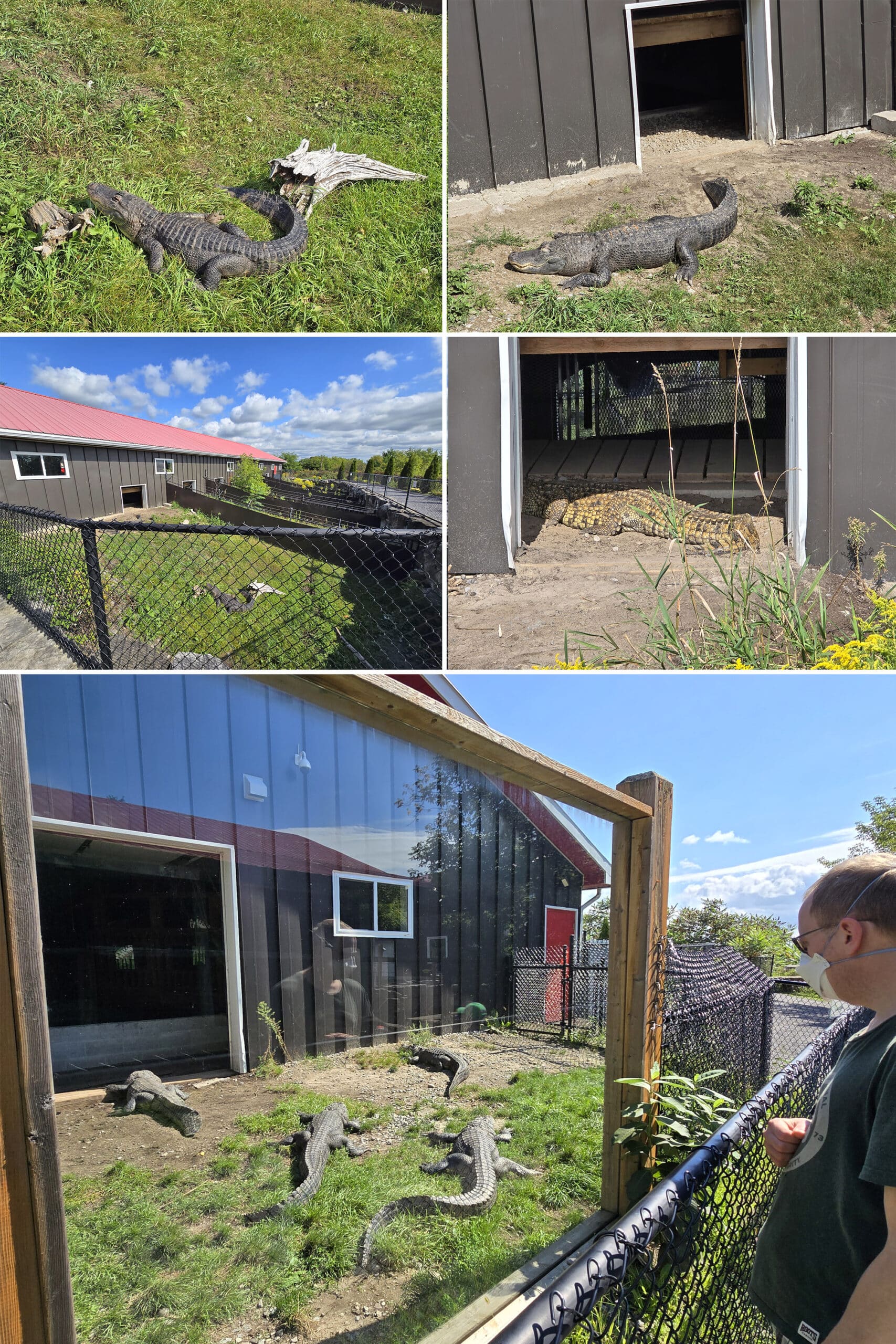 8 part image showing various views of croc walk at canada’s dinosaur park.