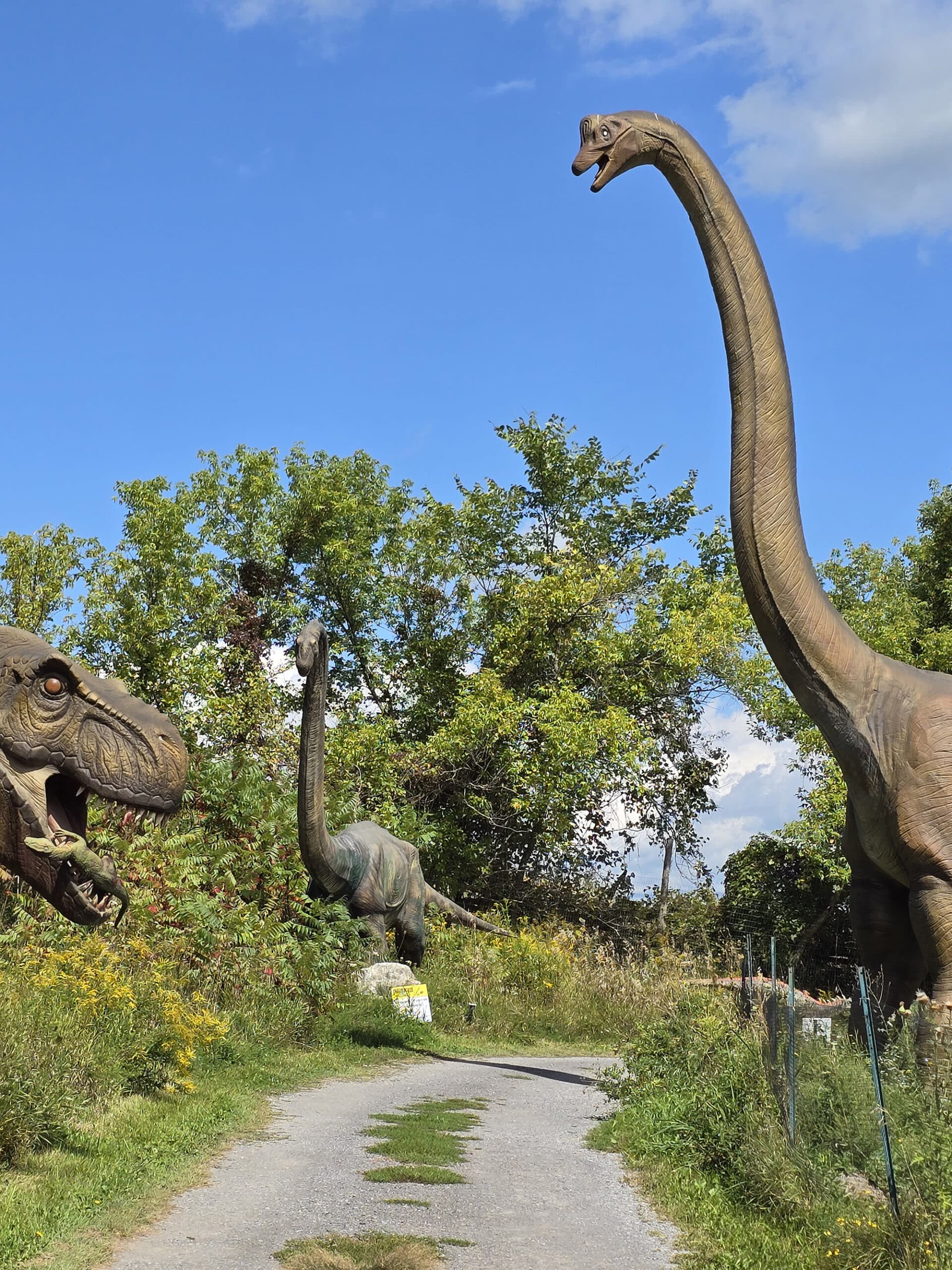 Several life sized dinosaurs on either side of a roadway.