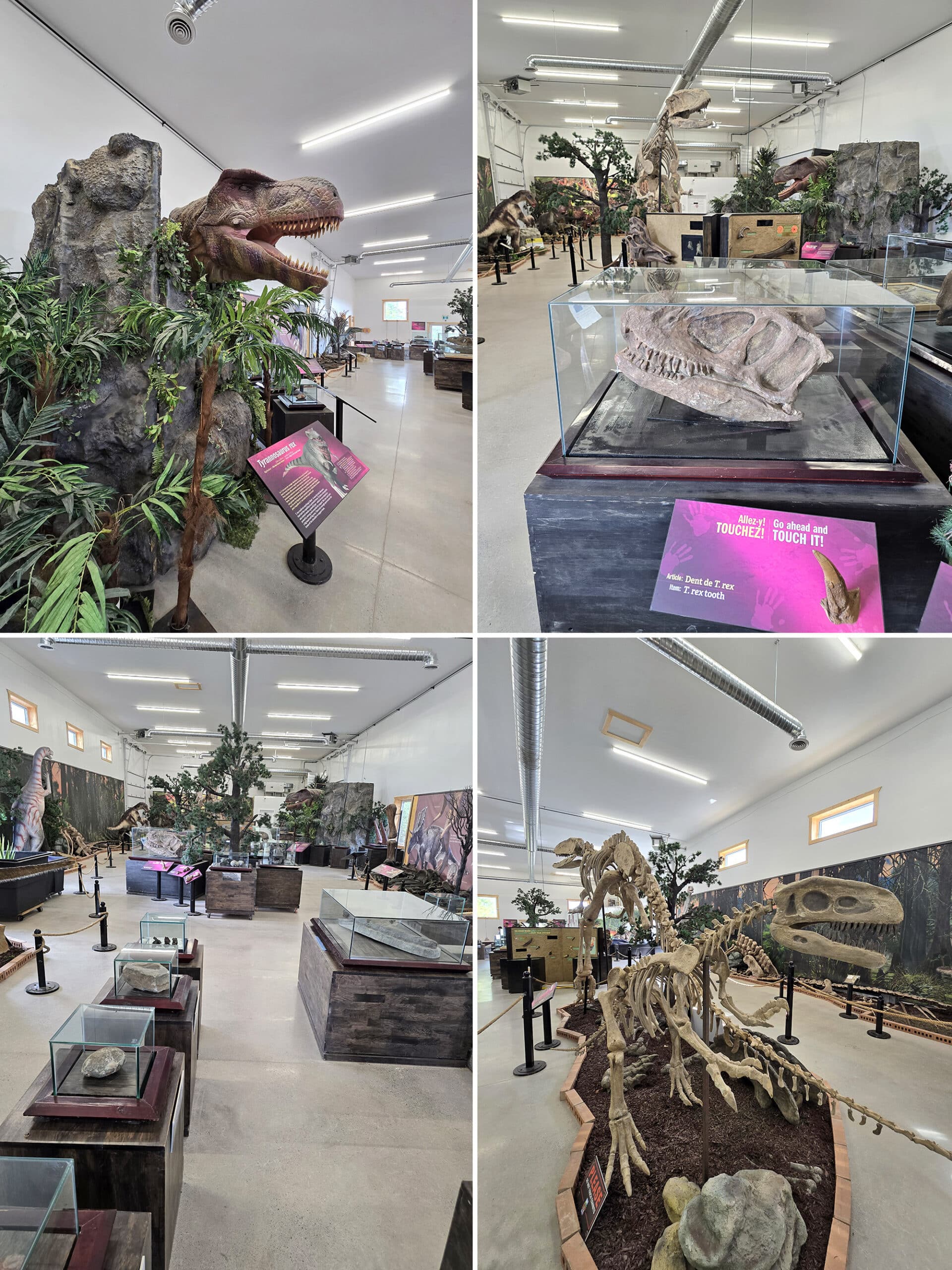 4 part image showing various views of the feathers and fossils museum at canada's dinosaur park.