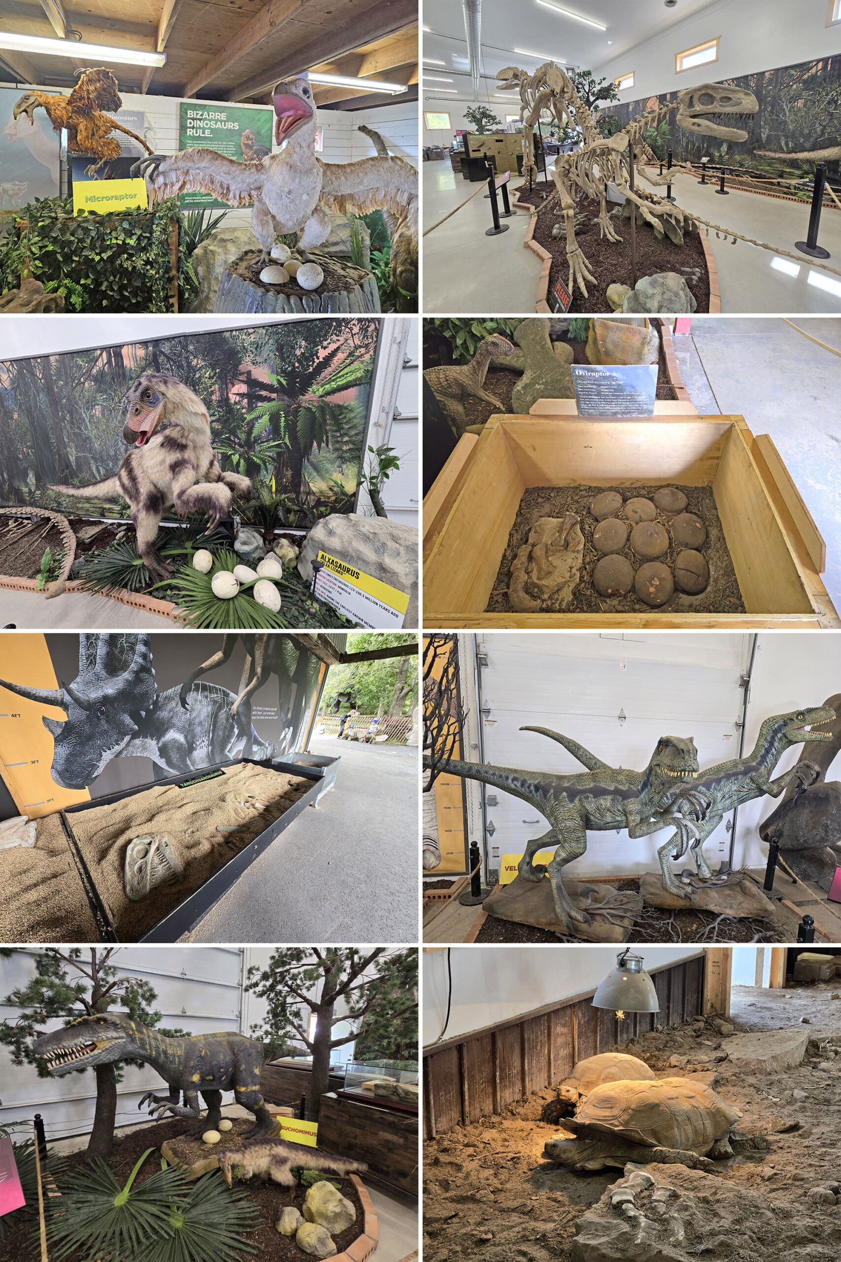 8 part image showing various views of the feathers and fossils museum at canada's dinosaur park.