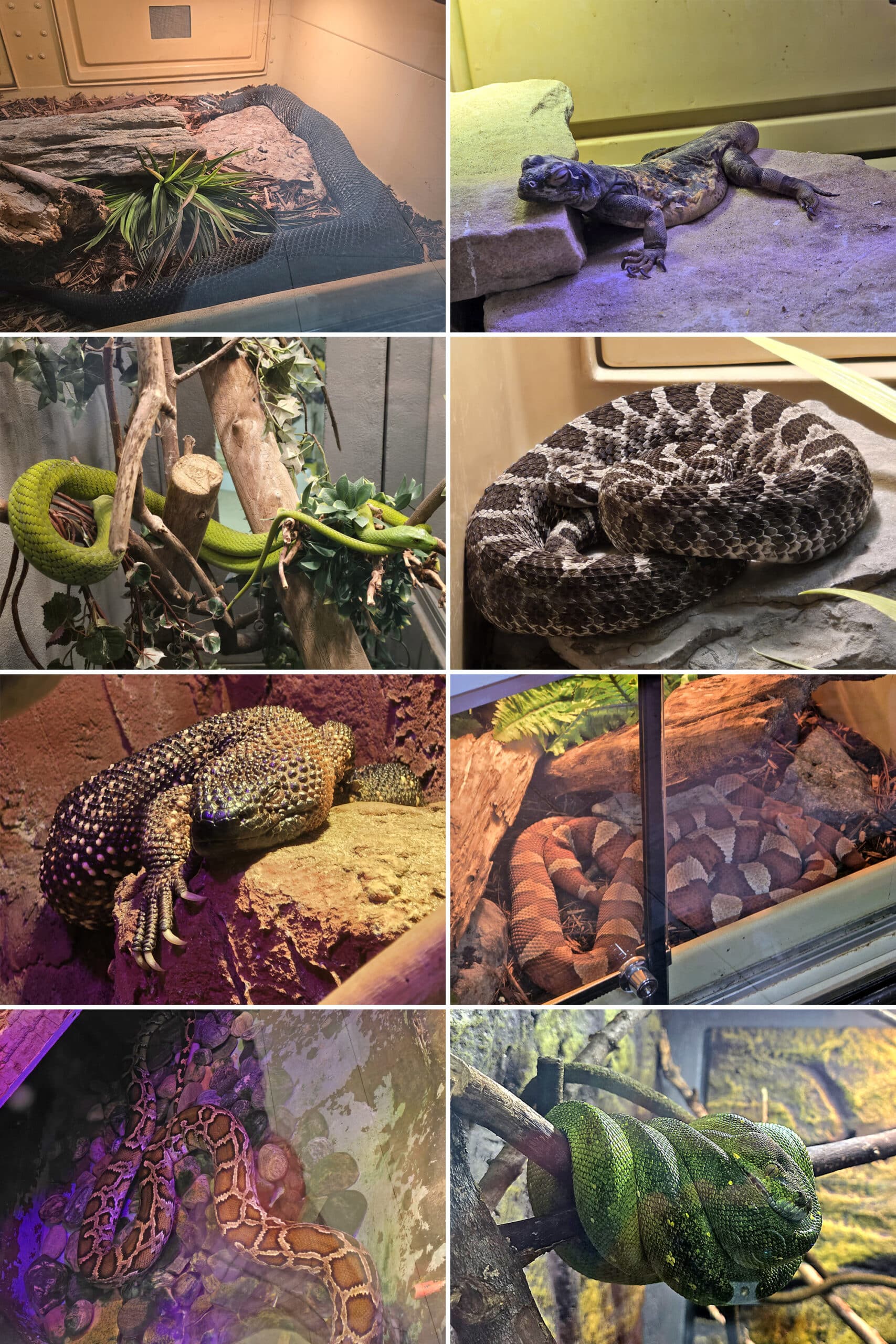 8  part image showing various snakes and reptile’s at canada’s dinosaur park reptile sanctuary.