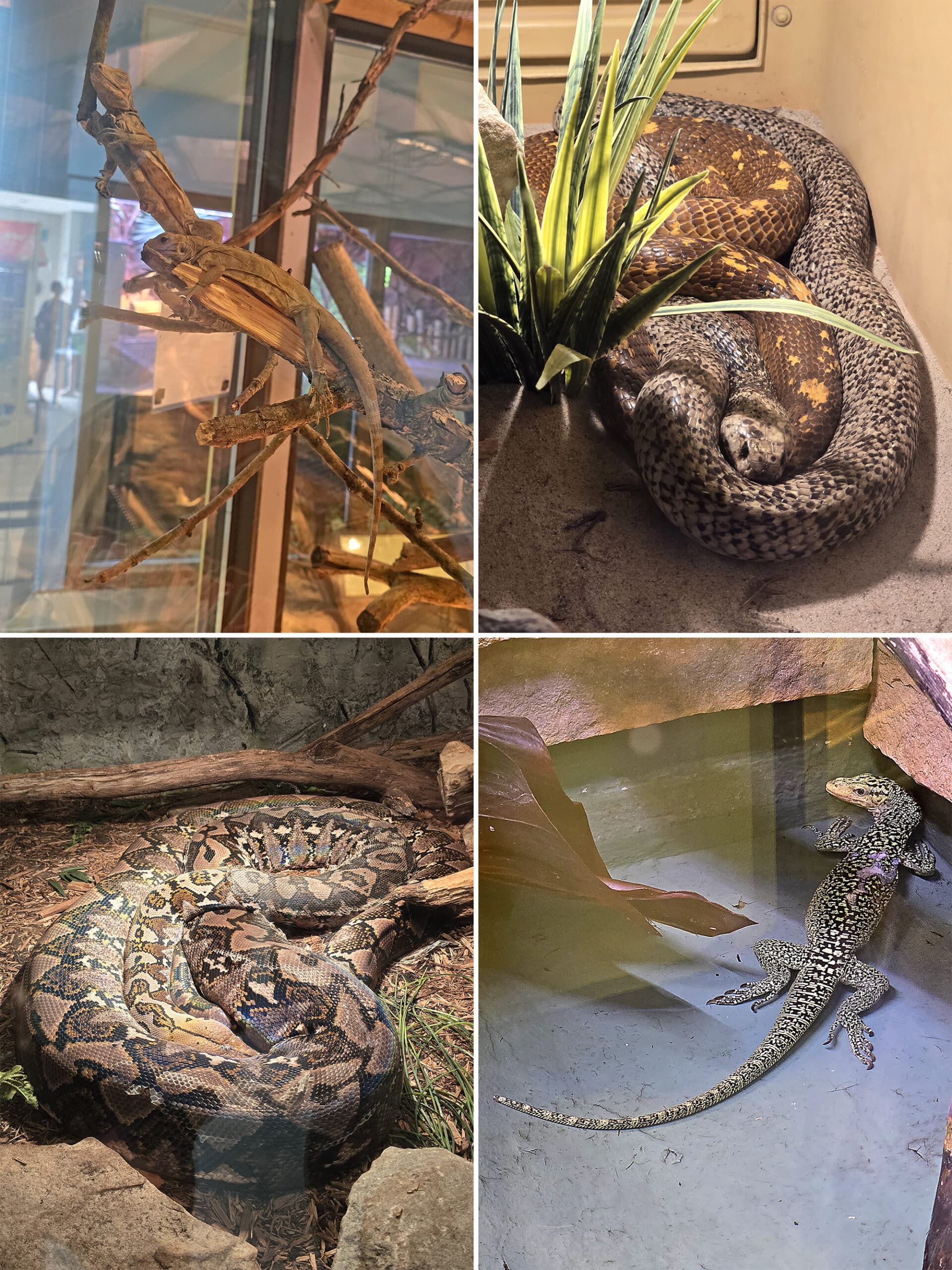 4  part image showing various snakes and reptile’s at canada’s dinosaur park reptile sanctuary.