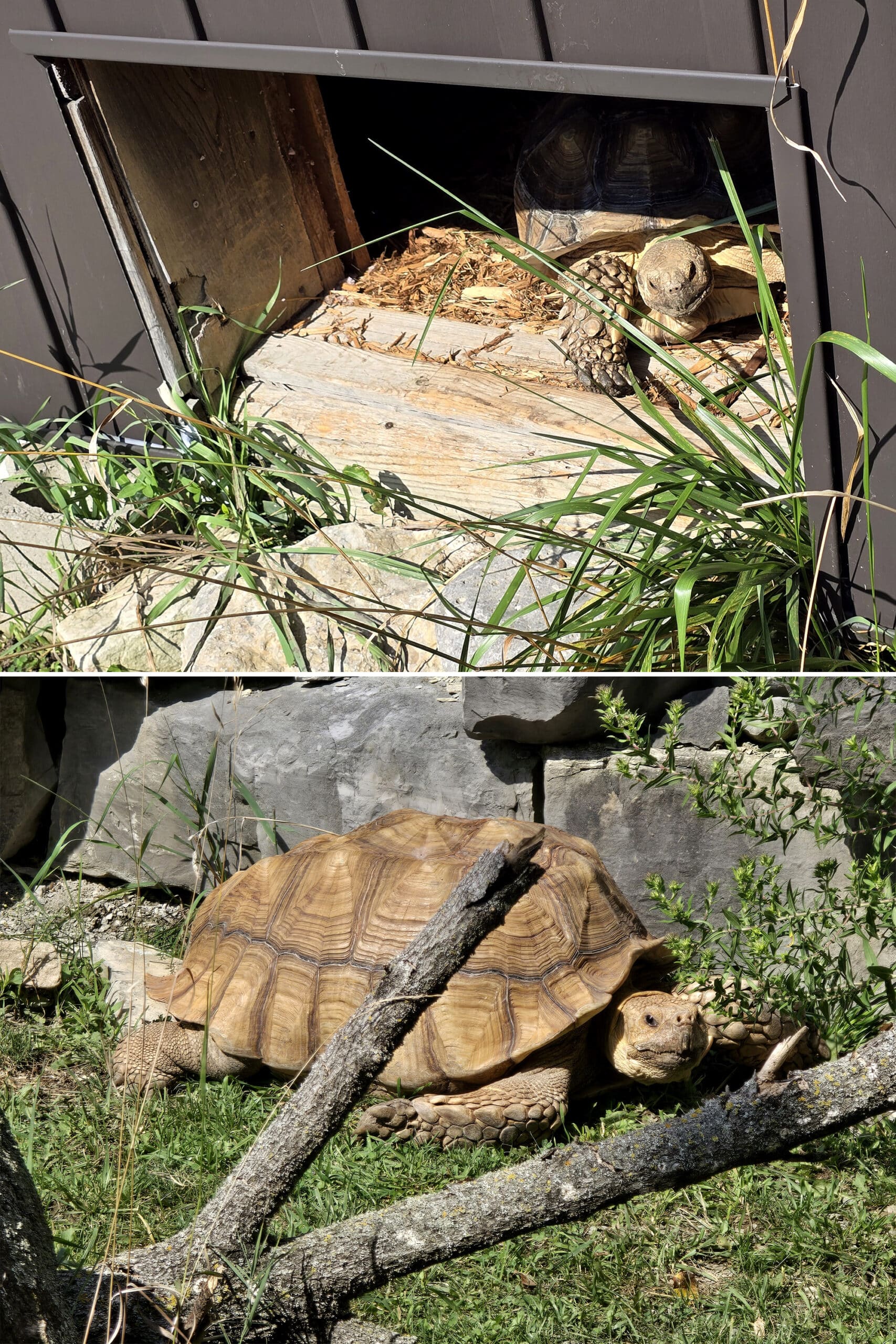 2 part image showing tortoises.