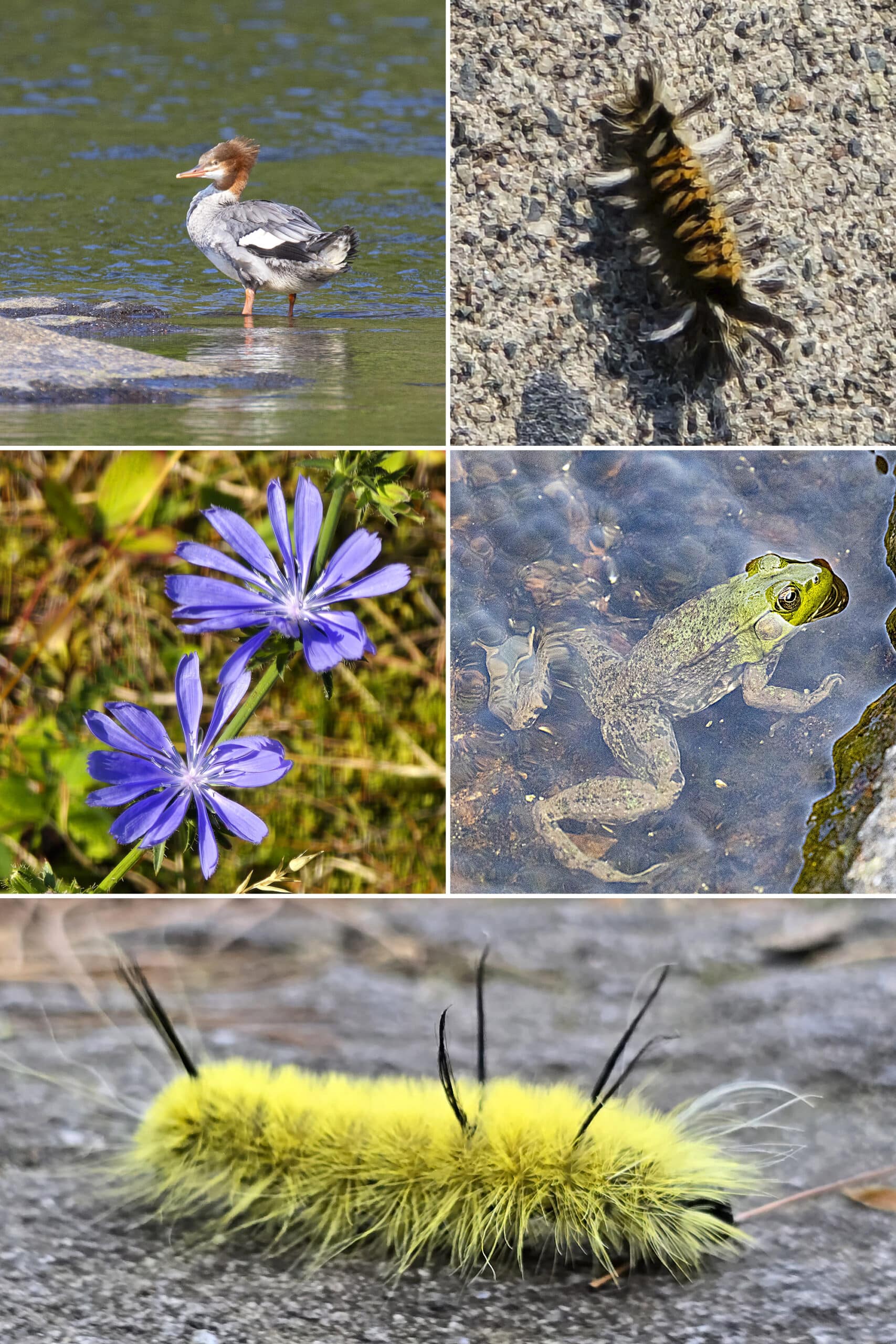 5 part image showing a duck, two caterpillars, a frog, and some purple wildflowers.