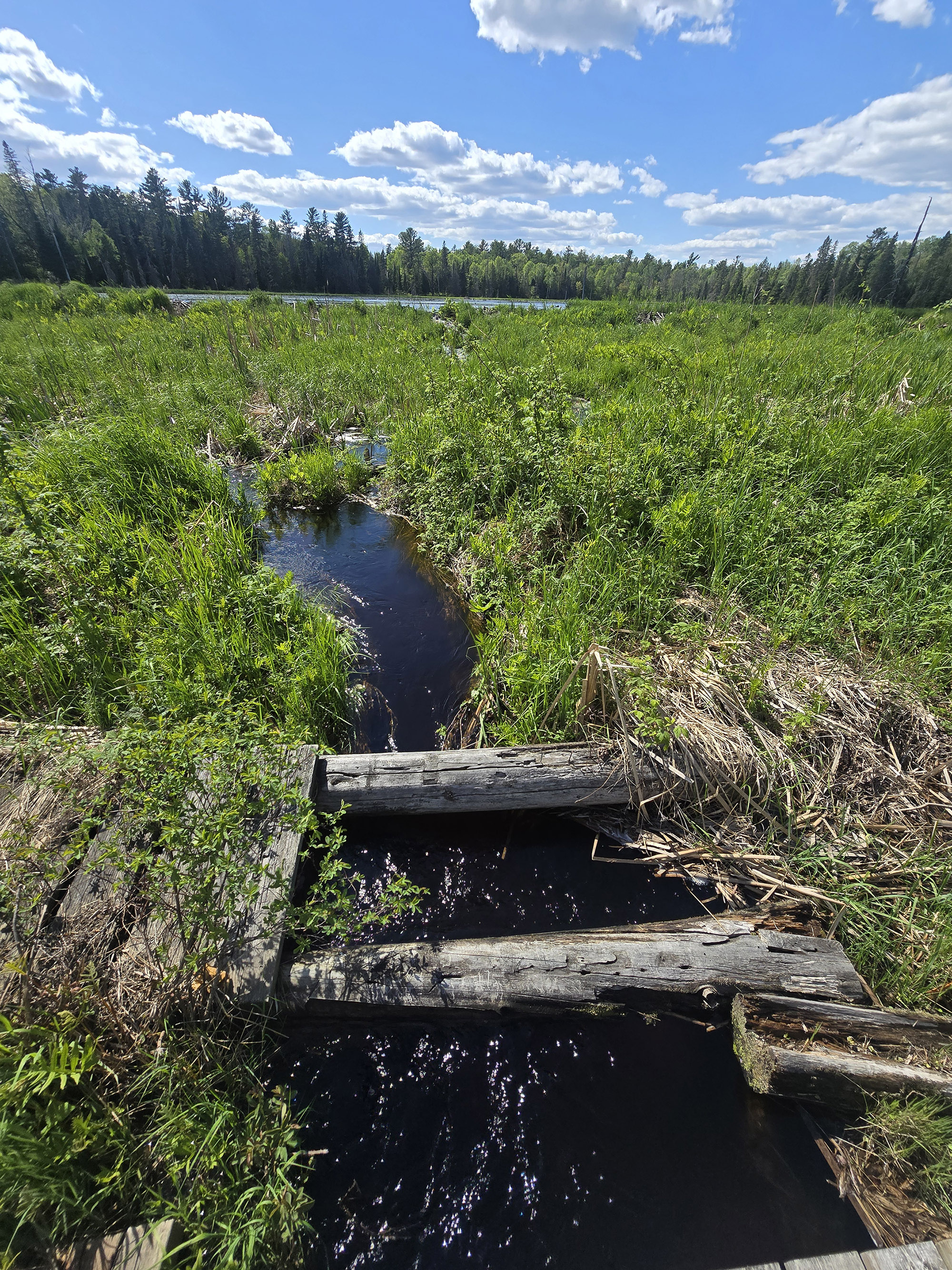 A view over a marshy area and beaver dam.