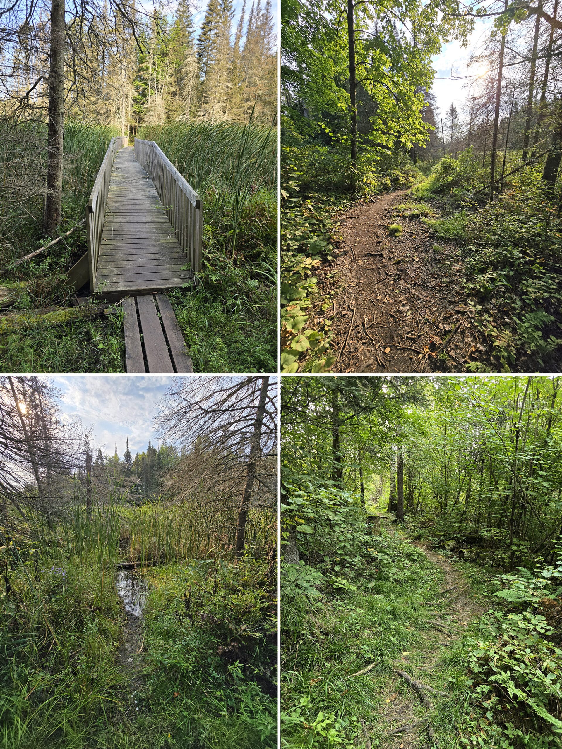 4 part image showing various views along the Beaver Dam Trail at Grundy Lake Provincial Park.