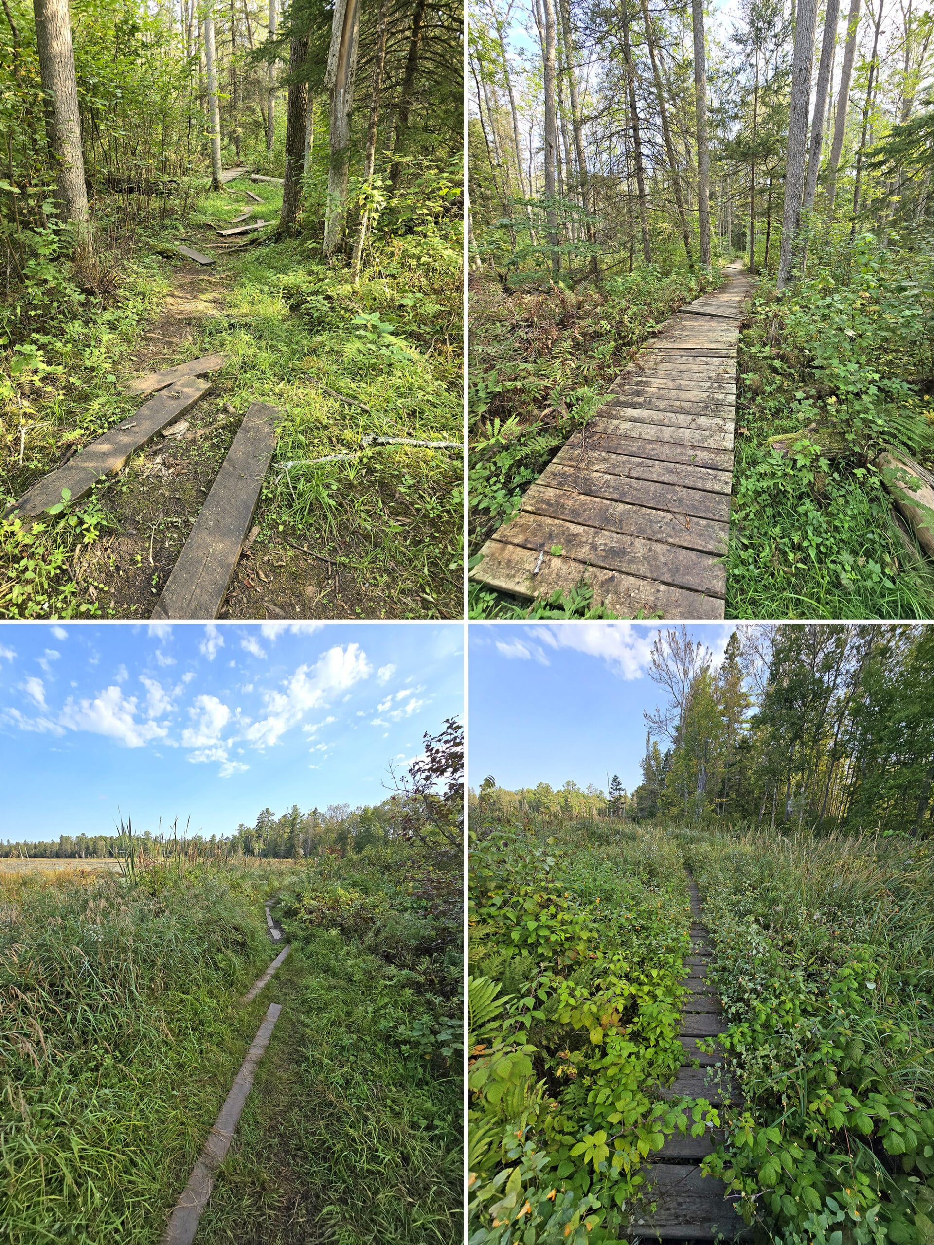 4 part image showing various views along the Beaver Dam Trail at Grundy Lake Provincial Park.