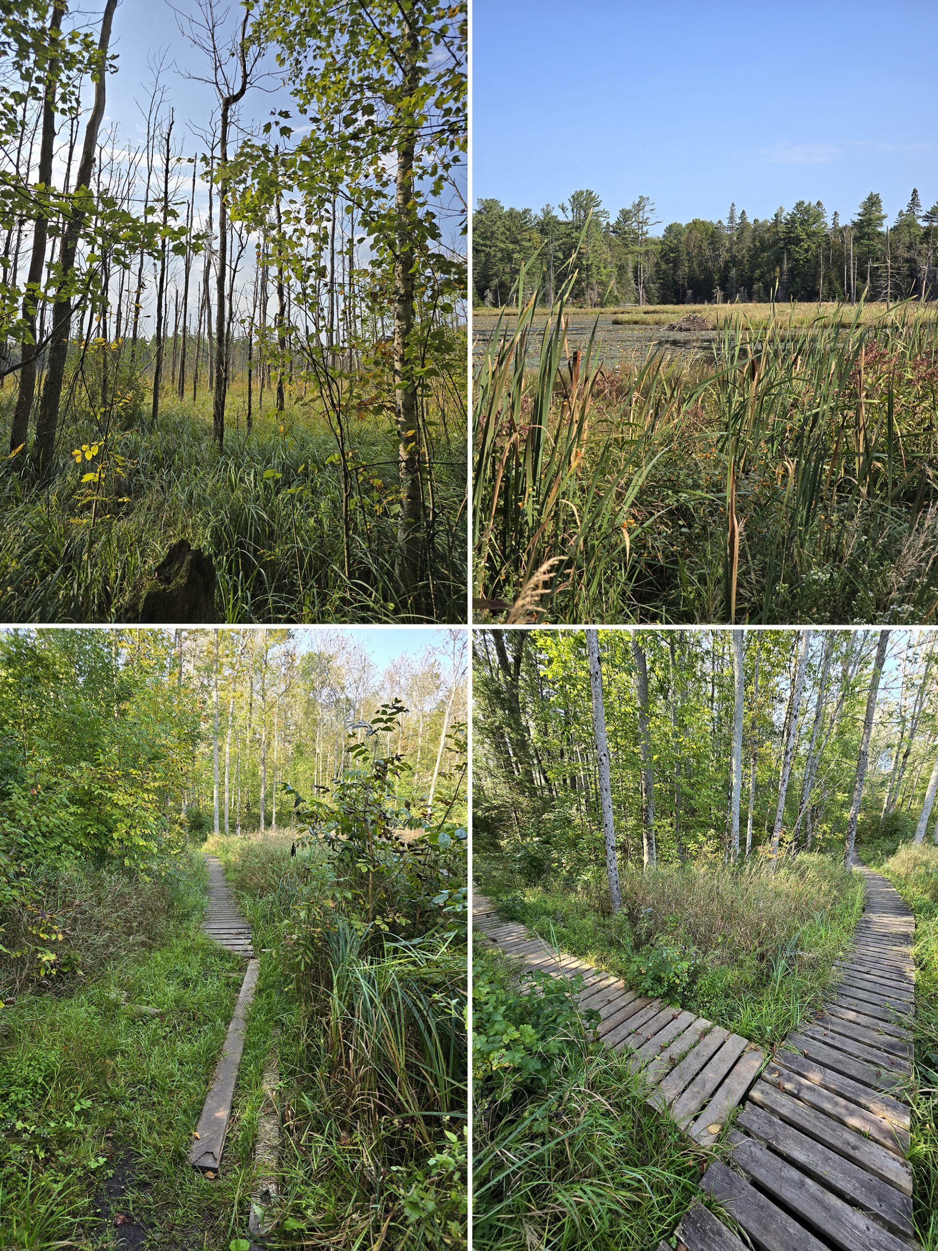 4 part image showing various views along the Beaver Dam Trail at Grundy Lake Provincial Park.