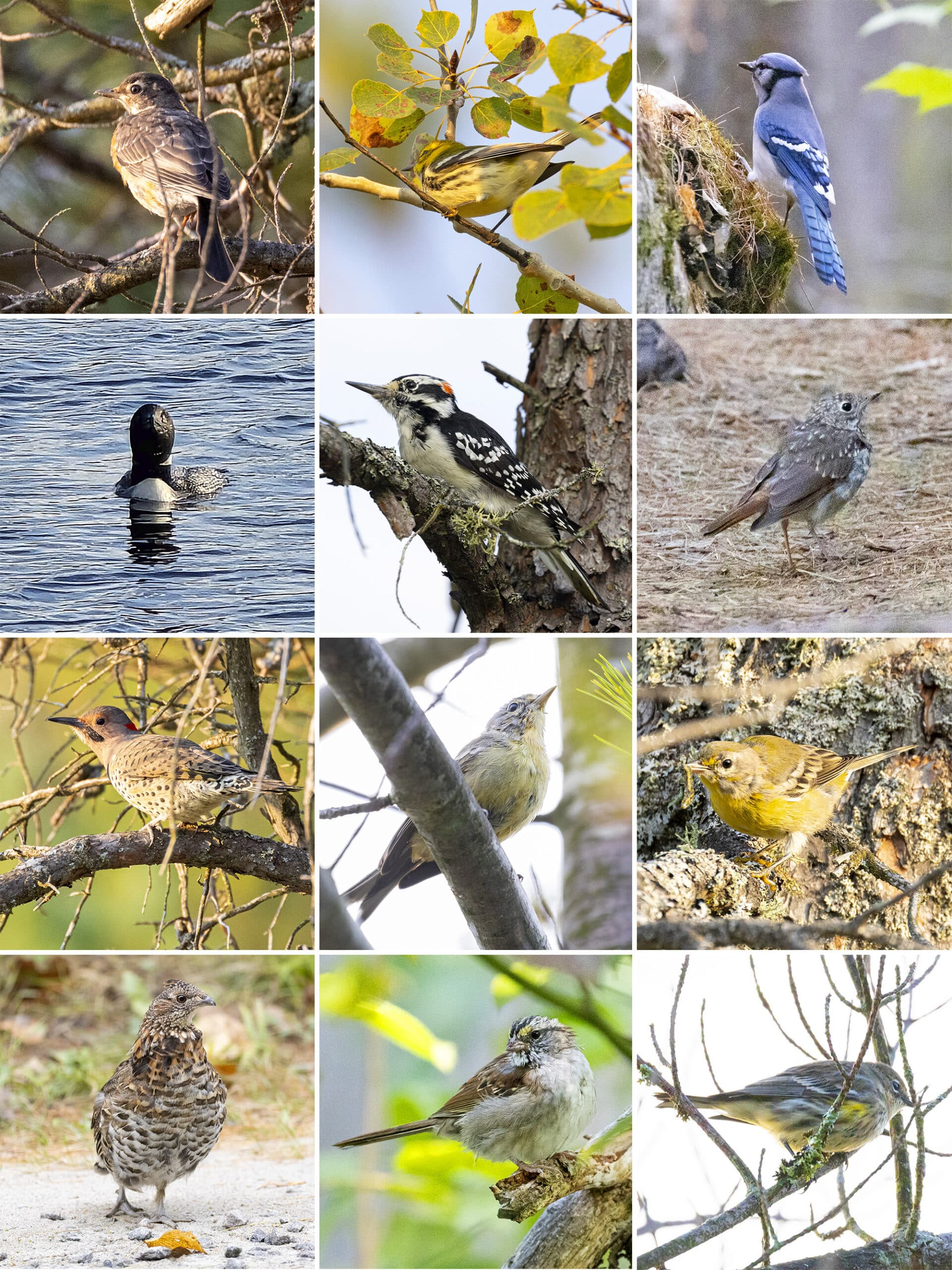 12 part image showing various birds.