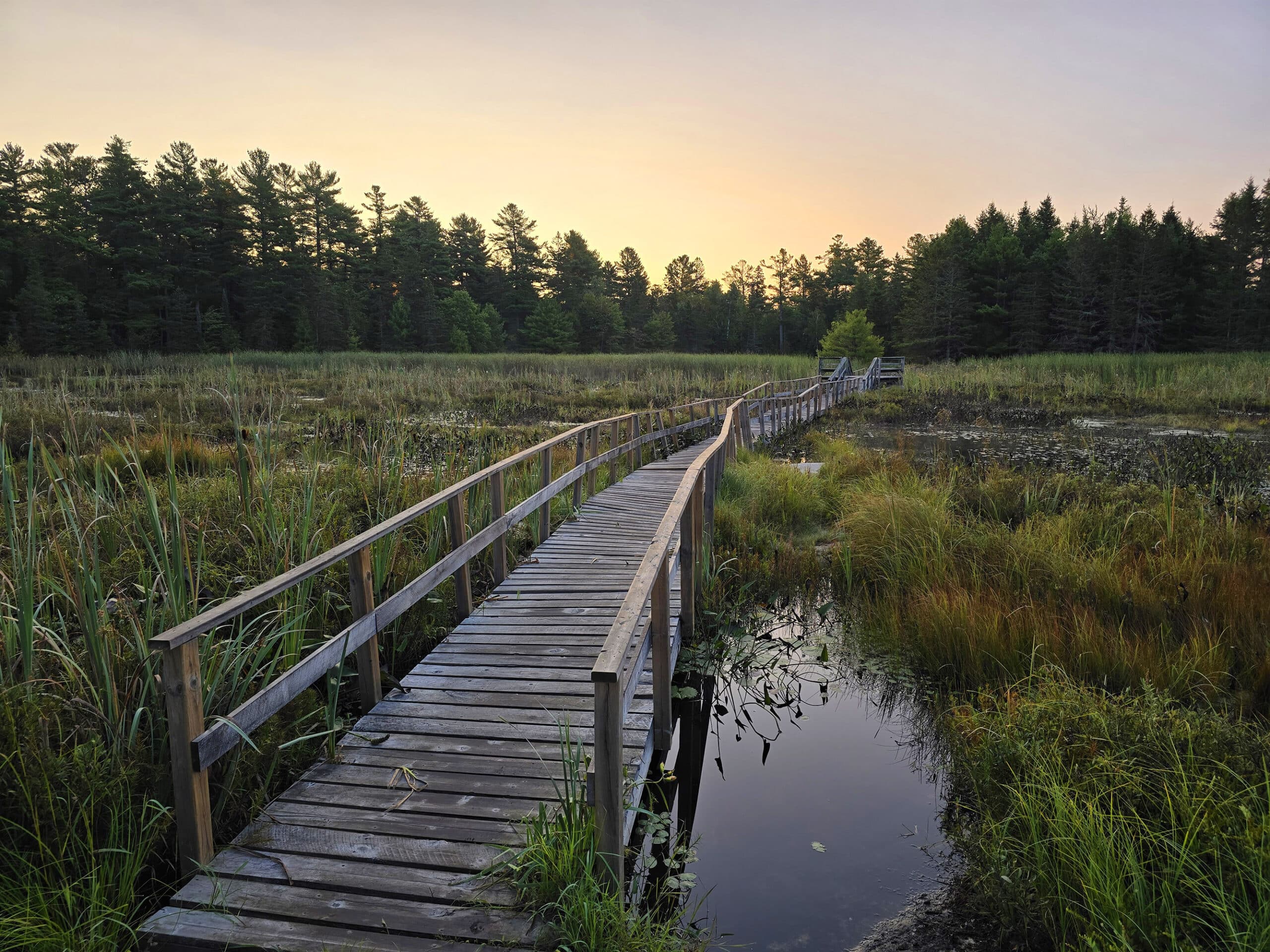 A boardwalk over a marshy area at sunrise.