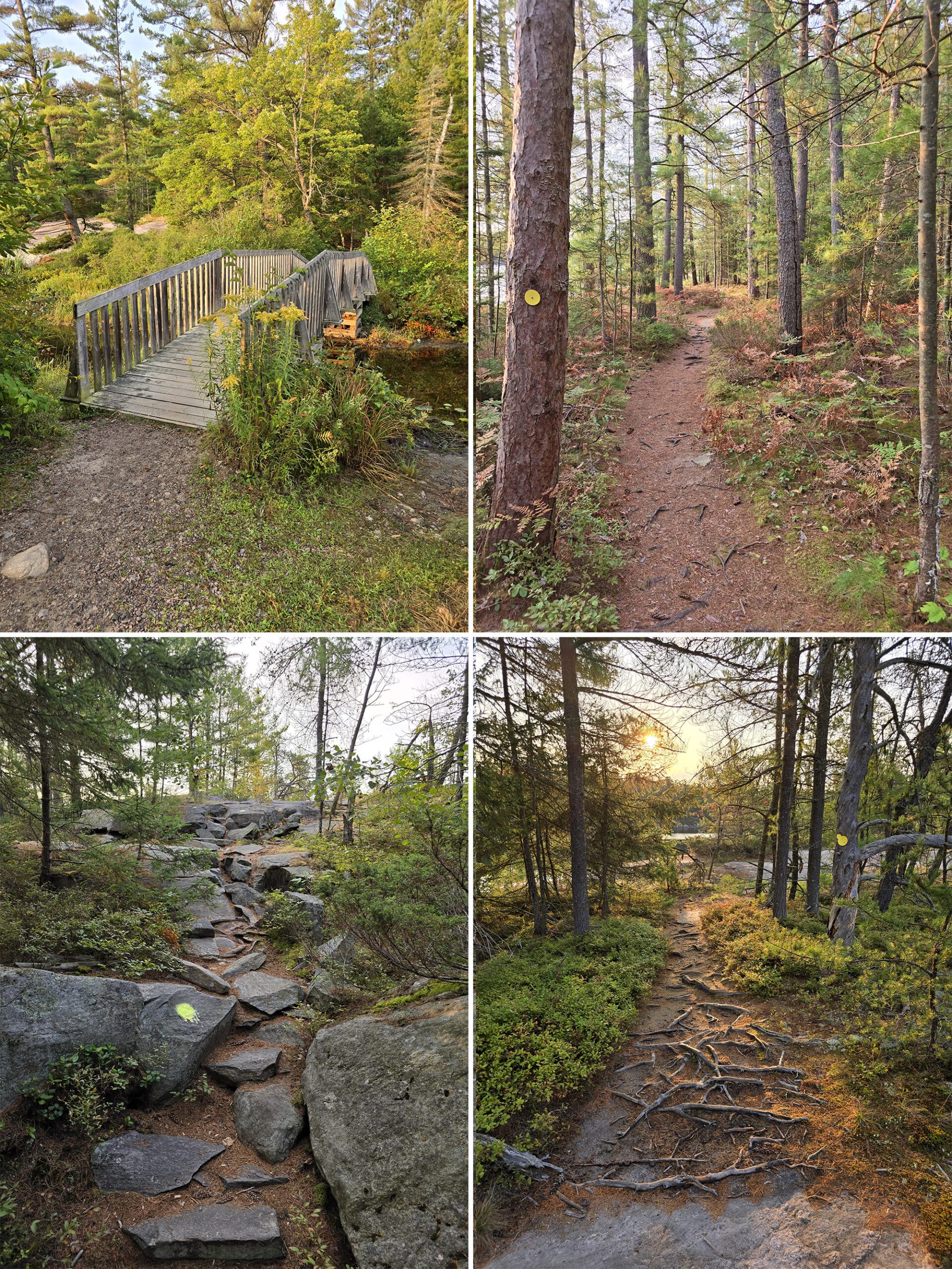 4 part image showing various views along the Gut Lake Trail at Grundy Lake Provincial Park.