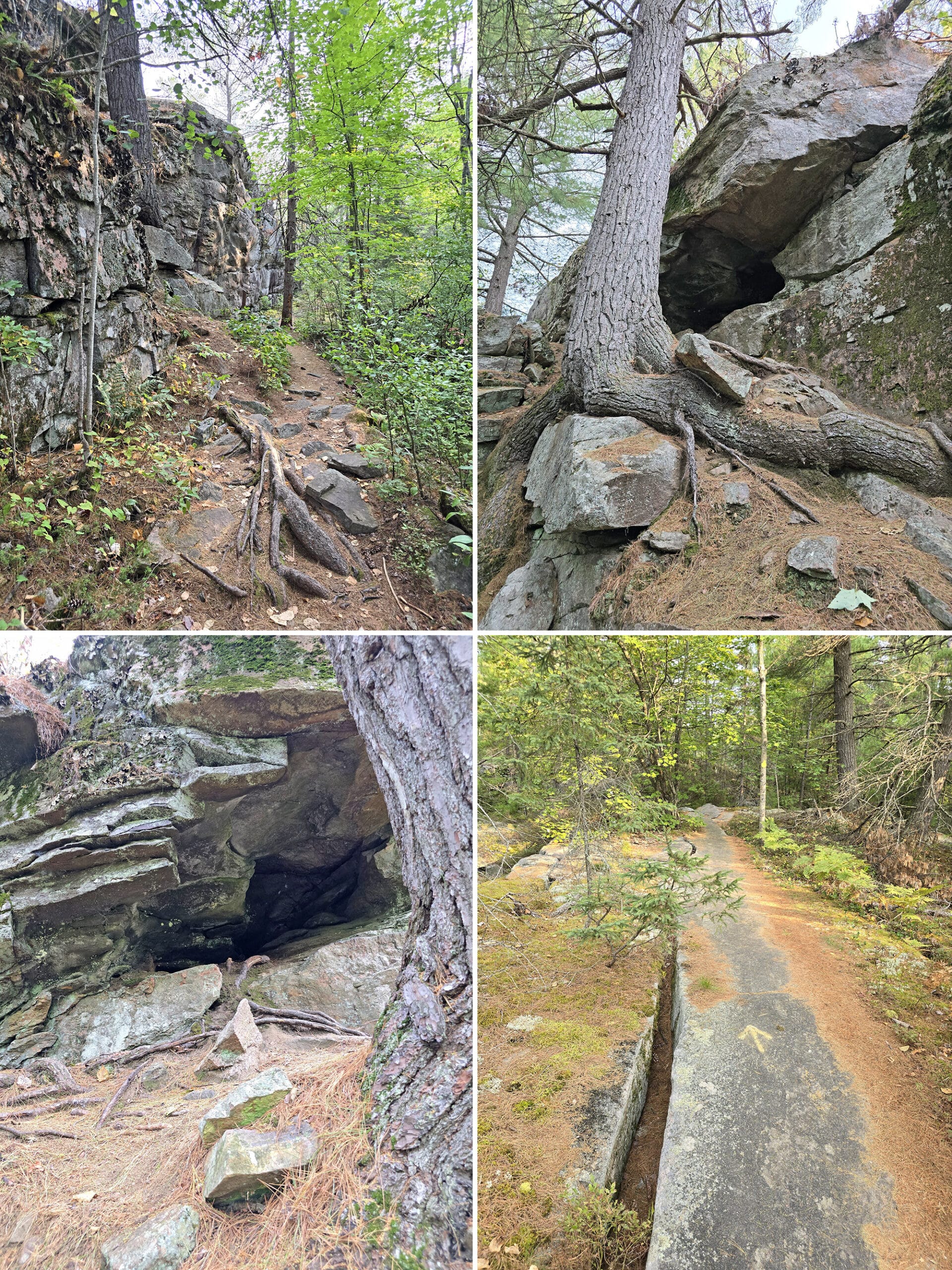 4 part image showing various views along the Gut Lake Trail at Grundy Lake Provincial Park.