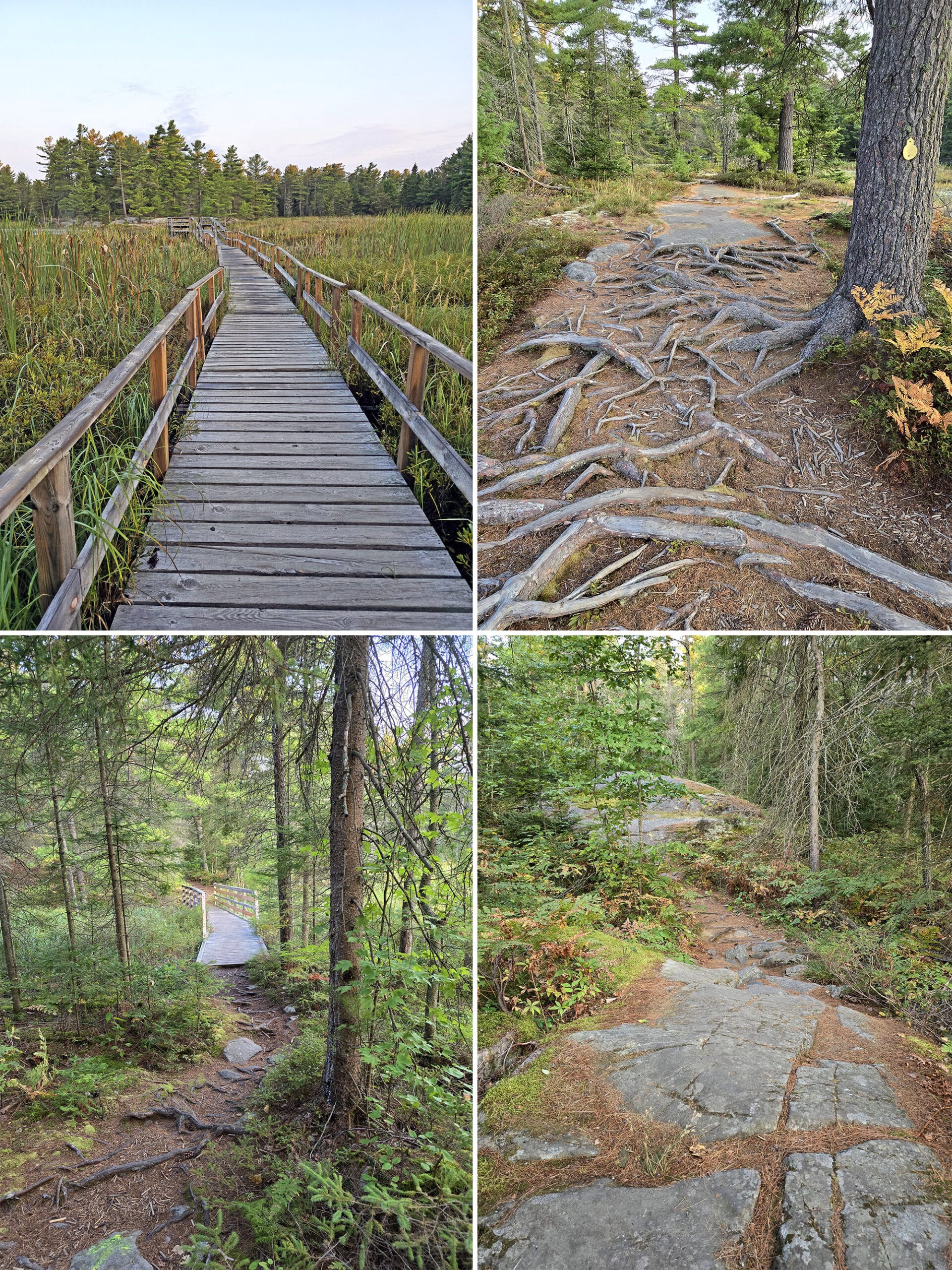 4 part image showing various views along the Swan Lake Trail at Grundy Lake Provincial Park.