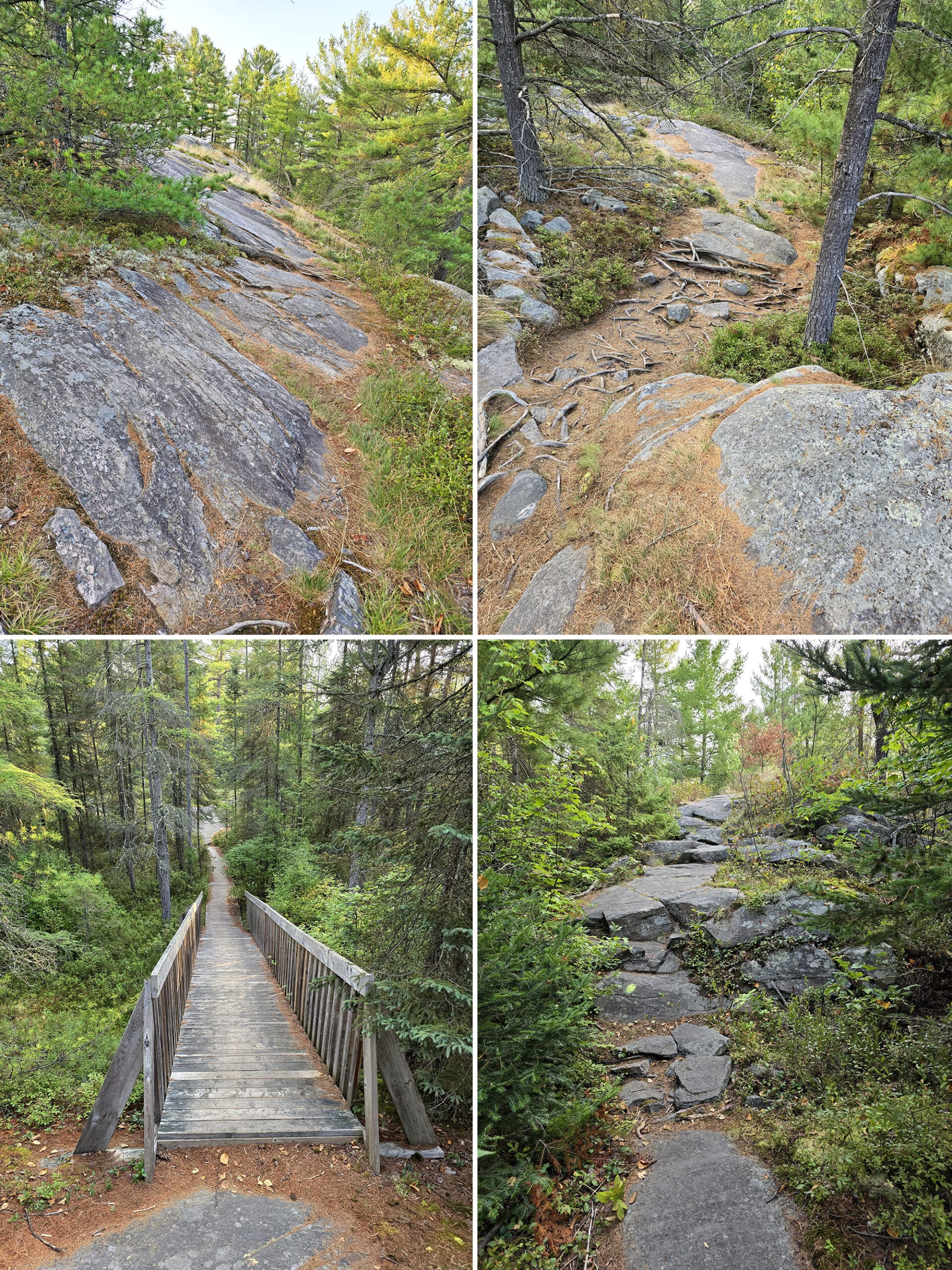 4 part image showing various views along the Swan Lake Trail at Grundy Lake Provincial Park.