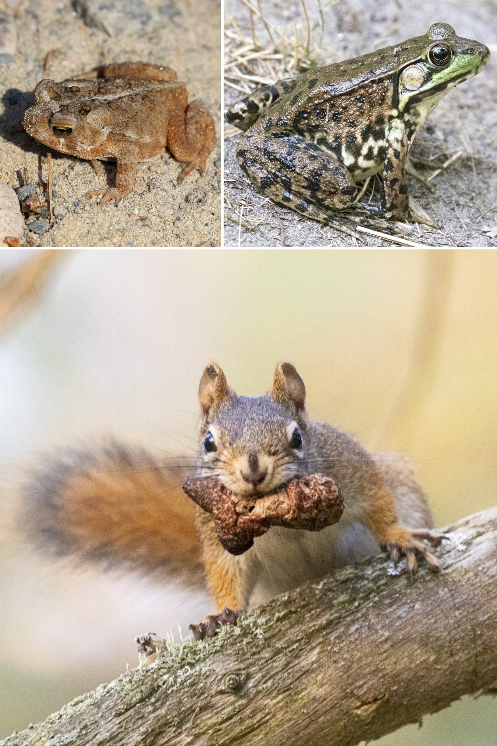 3 part image showing a frog, a toad, and a squirrel.