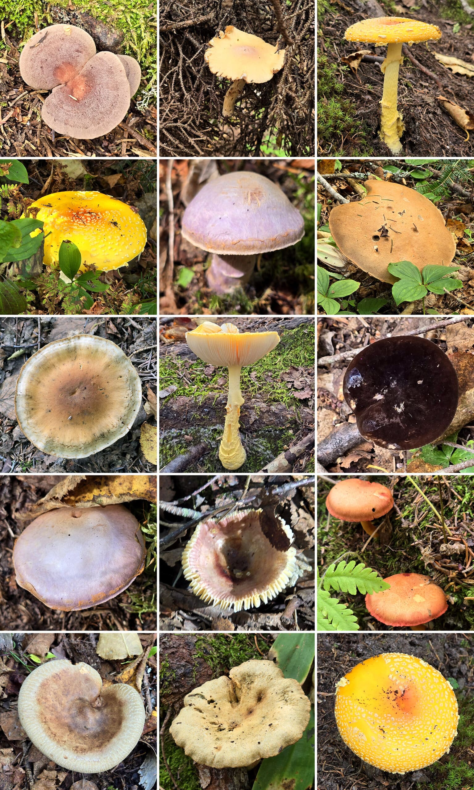 15 part image showing various mushrooms and fungi.